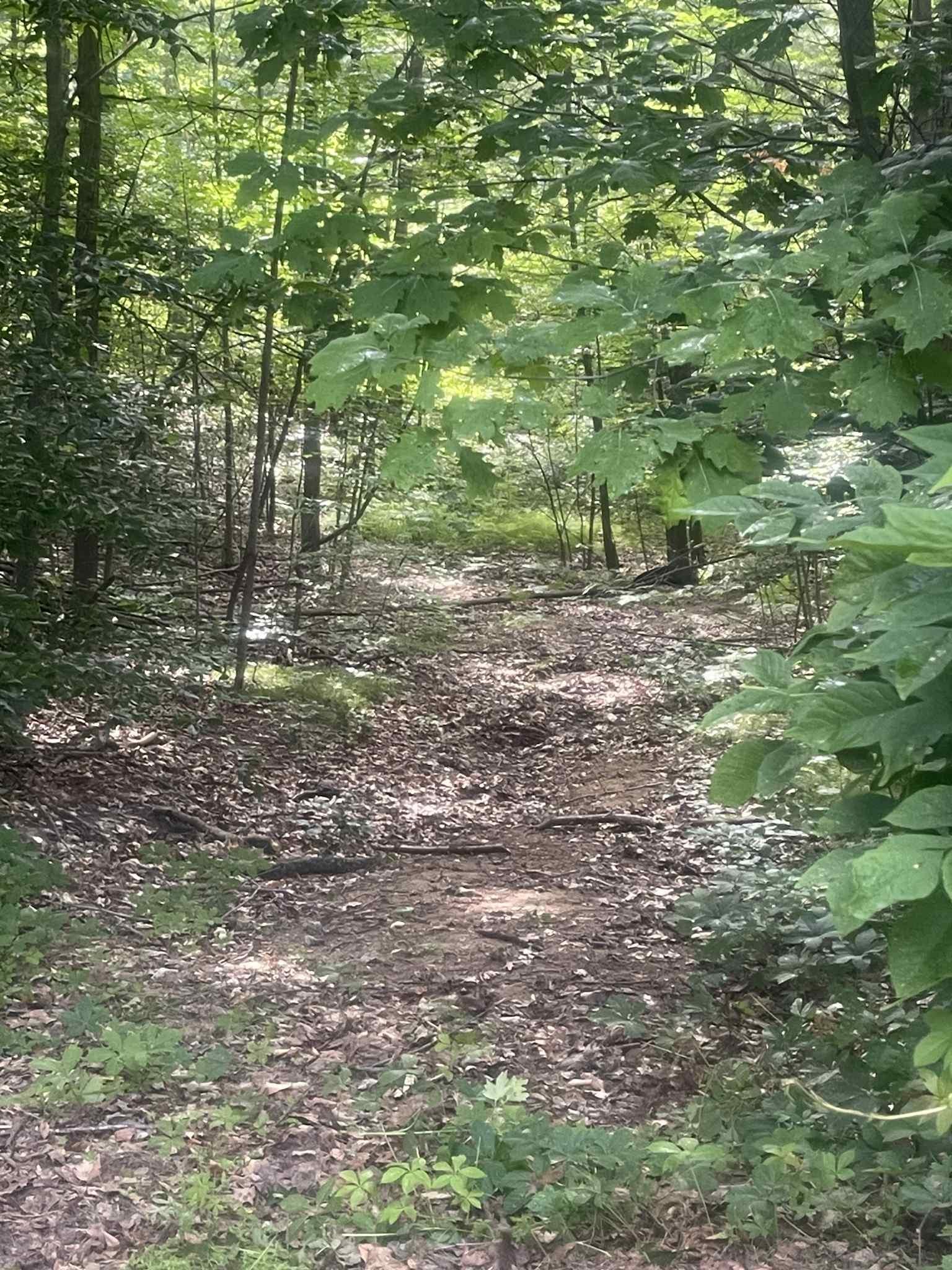 7481 Five Lakes Drive, Farwell, MI, 48622