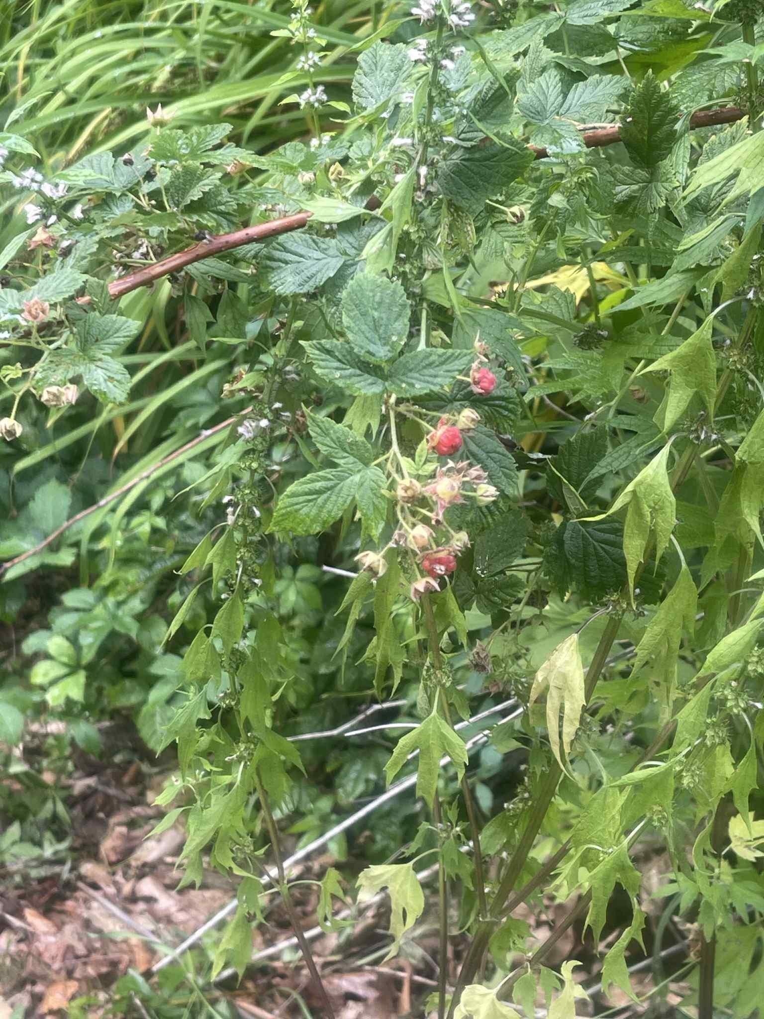 7481 Five Lakes Drive, Farwell, MI, 48622