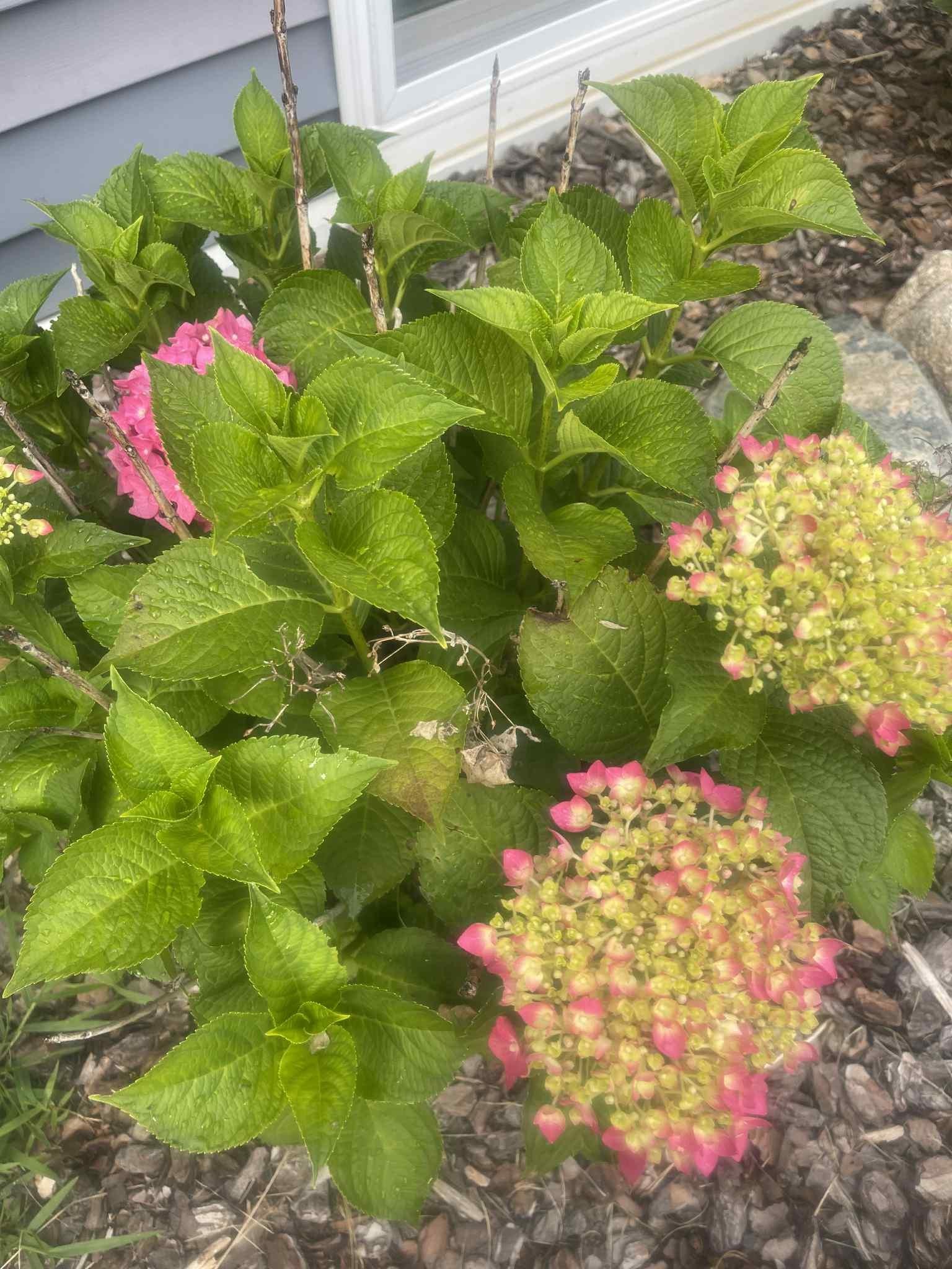 7481 Five Lakes Drive, Farwell, MI, 48622