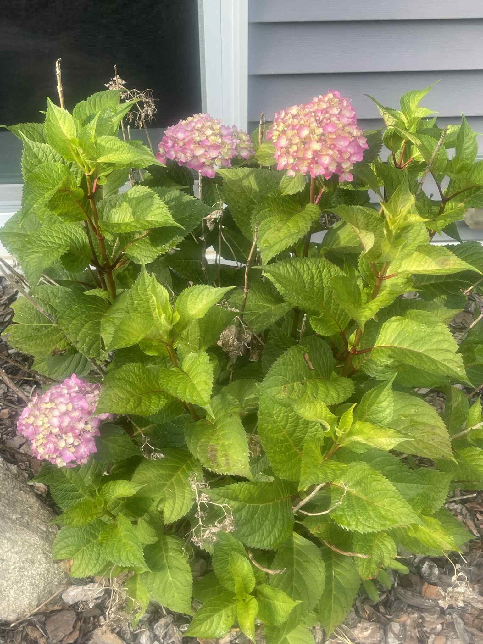 7481 Five Lakes Drive, Farwell, MI, 48622