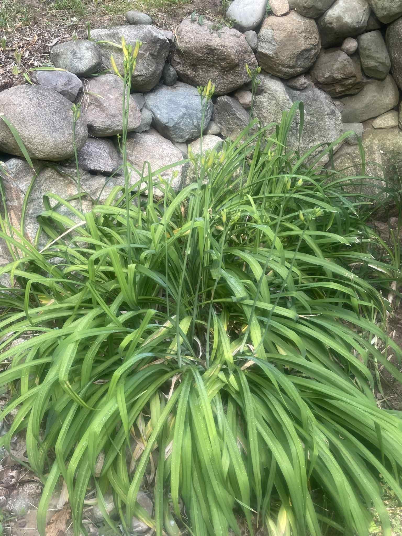 7481 Five Lakes Drive, Farwell, MI, 48622