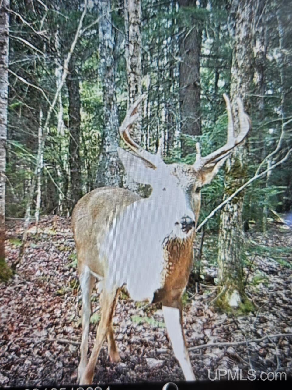 MLS 50182984 Large photo number 50 