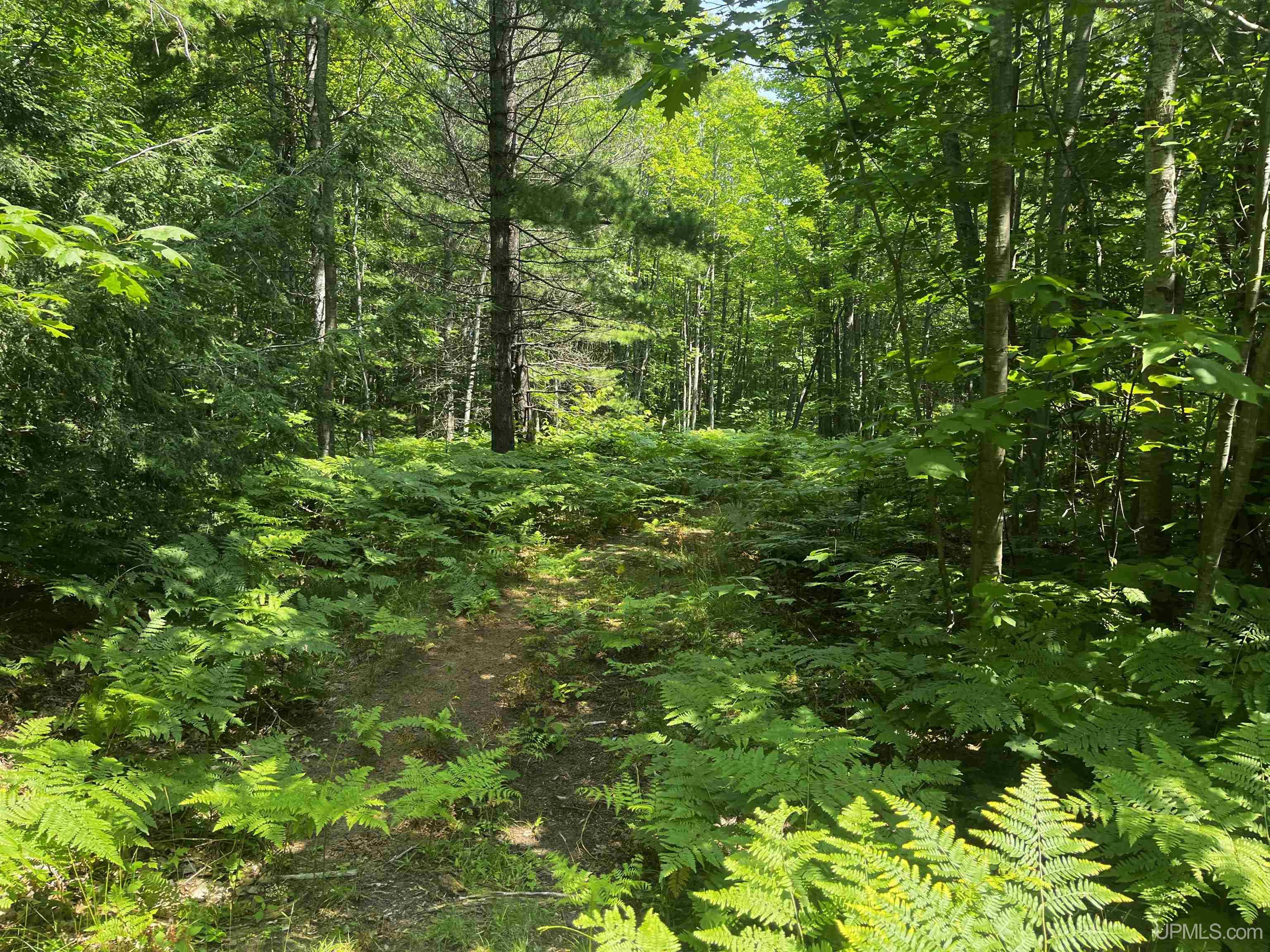 MLS 50183398 Large photo number 24 