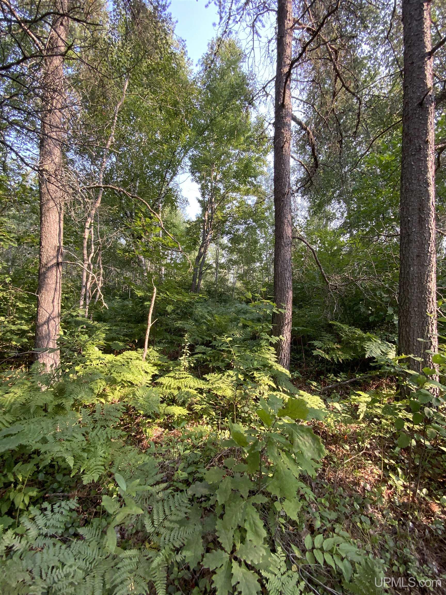MLS 50183760 Large photo number 9 