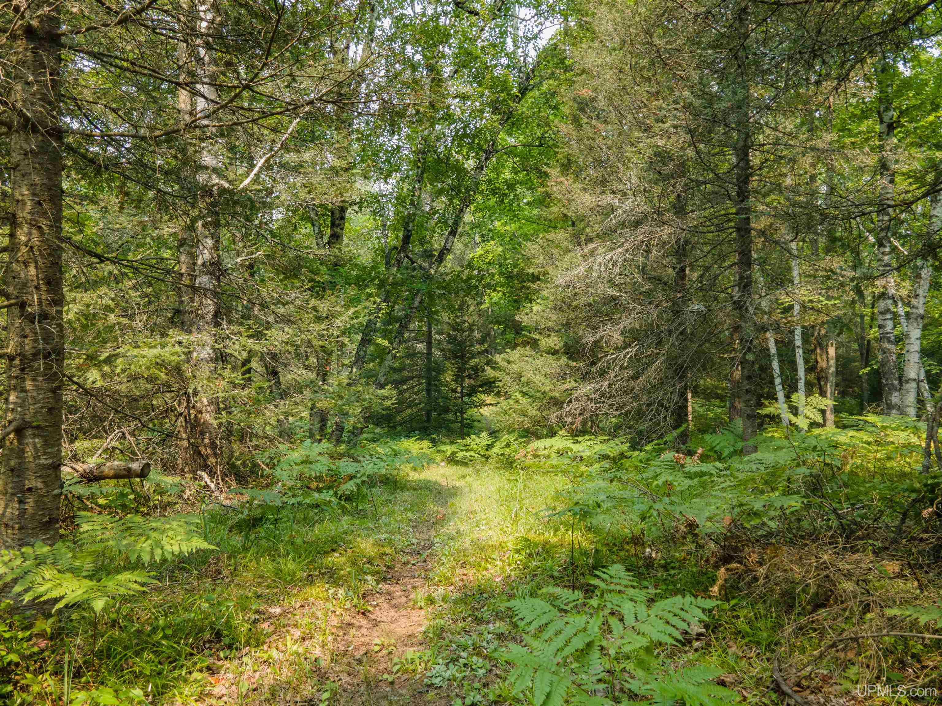 MLS 50184170 Large photo number 6 