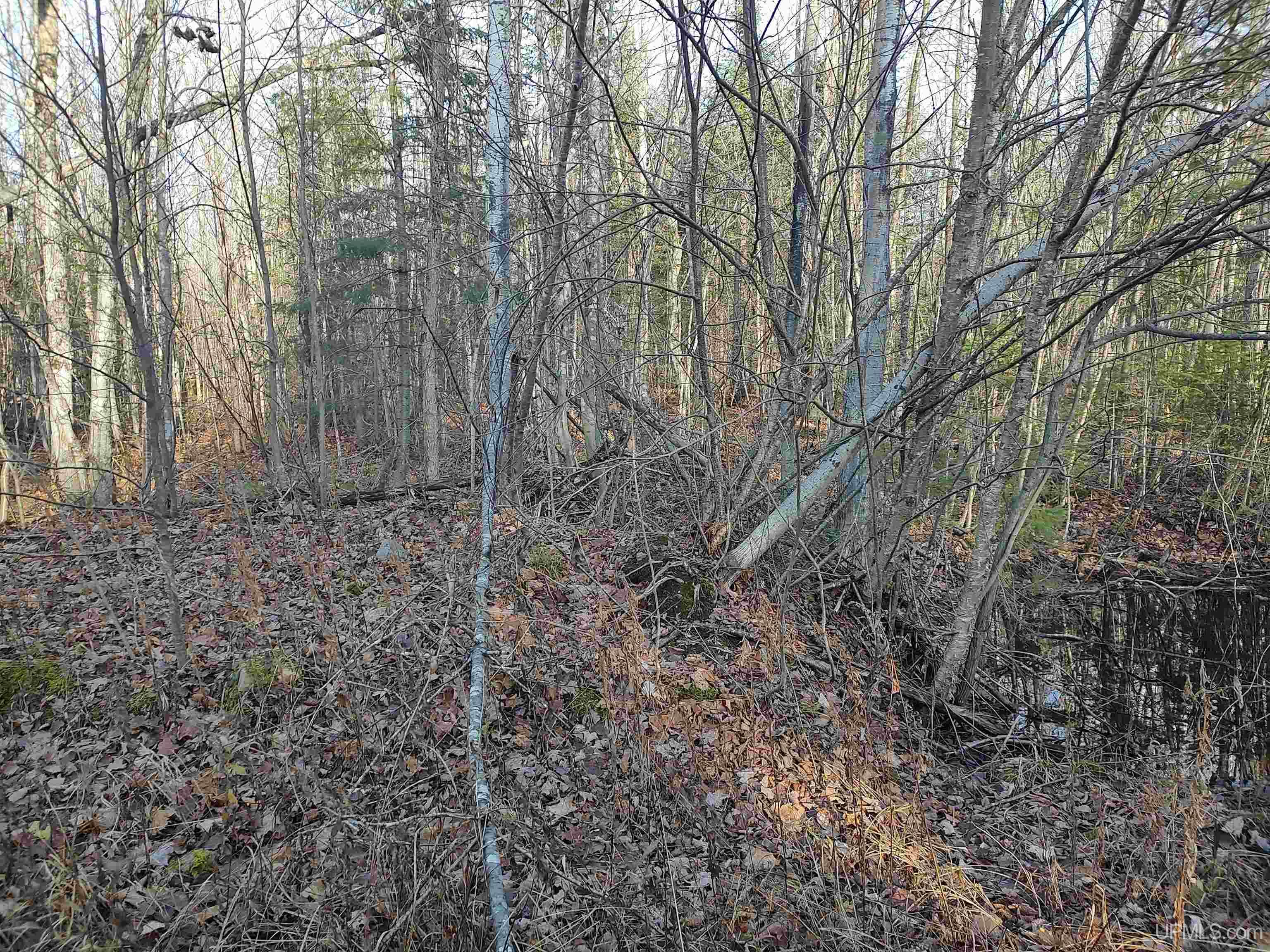 MLS 50184509 Large photo number 13 