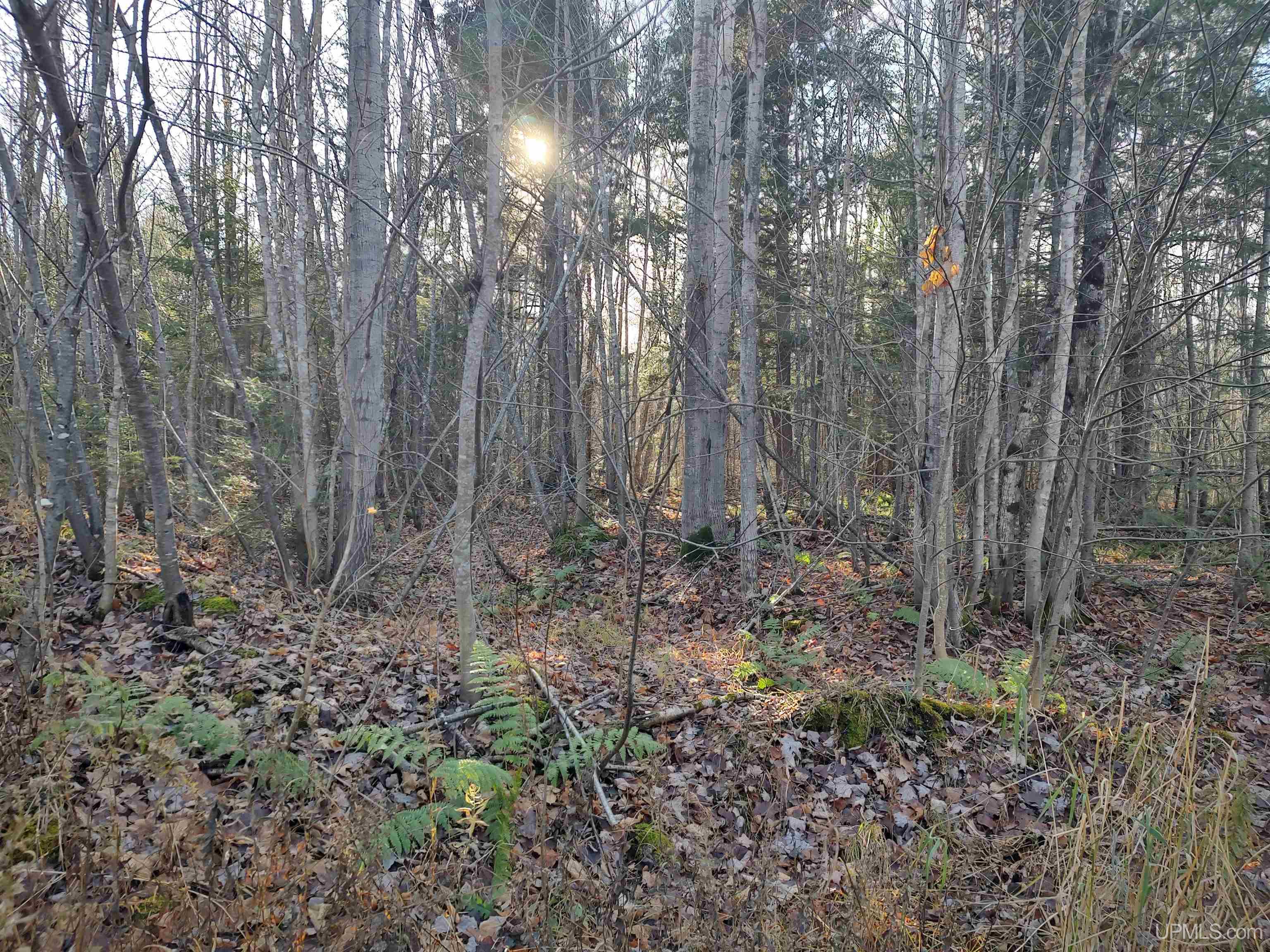 MLS 50184509 Large photo number 3 