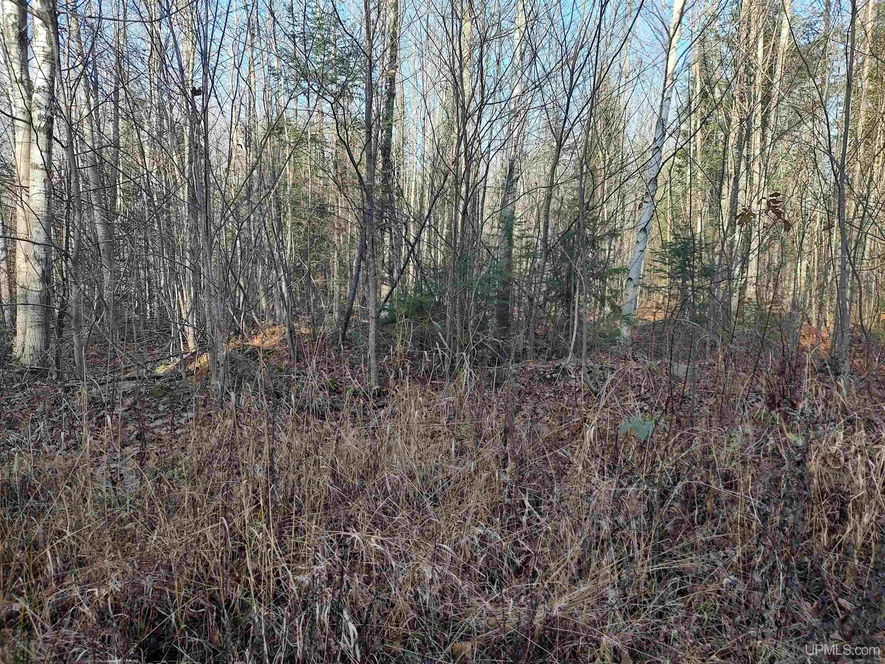 MLS 50184509 Large photo number 4 