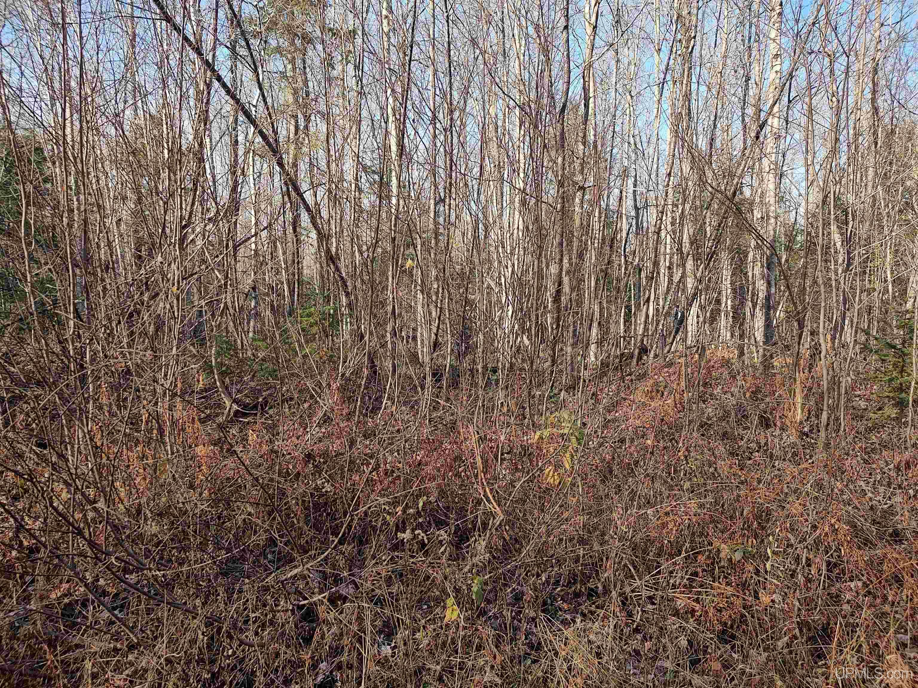 MLS 50184509 Large photo number 5 