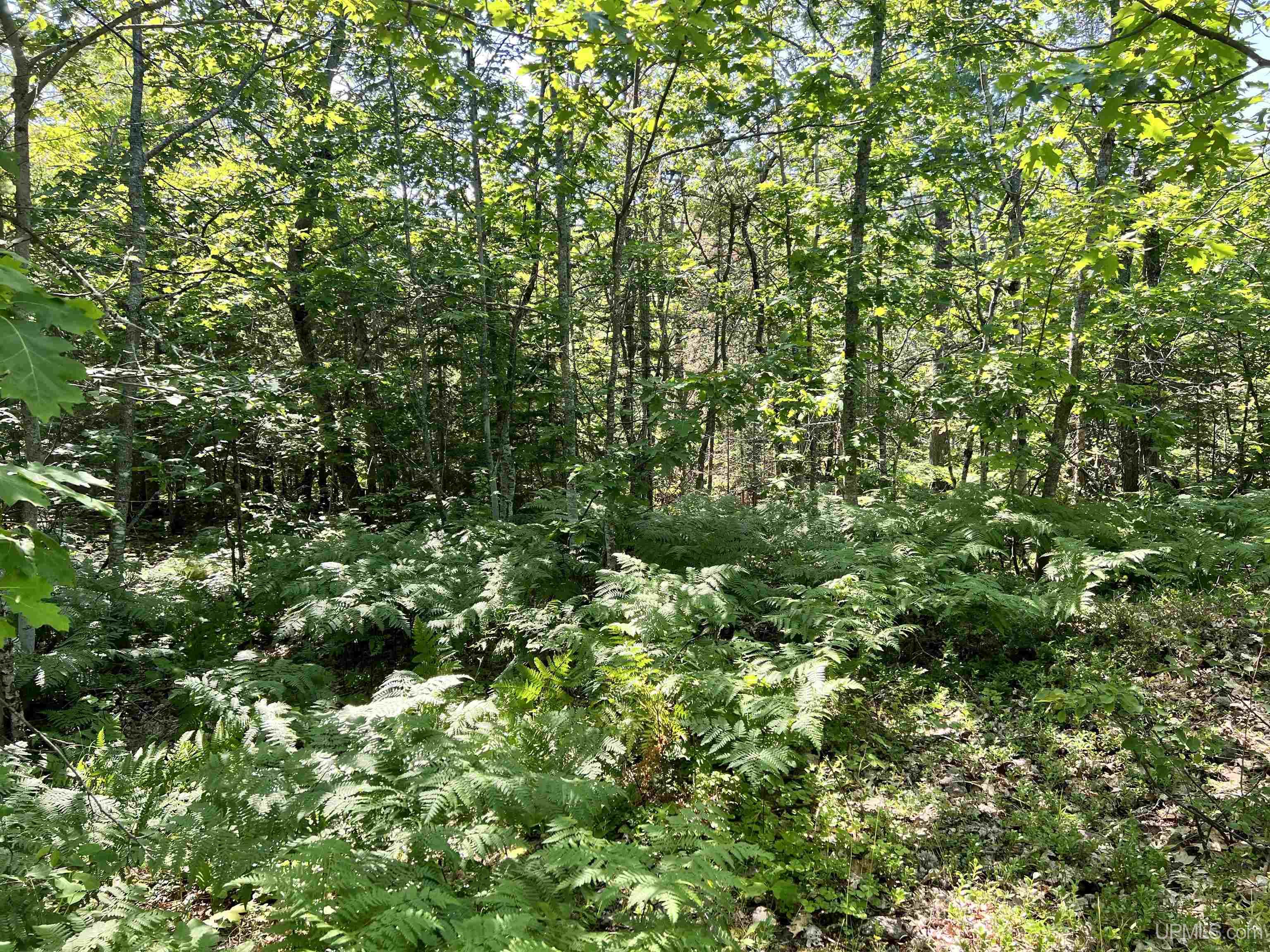 MLS 50187525 Large photo number 30 