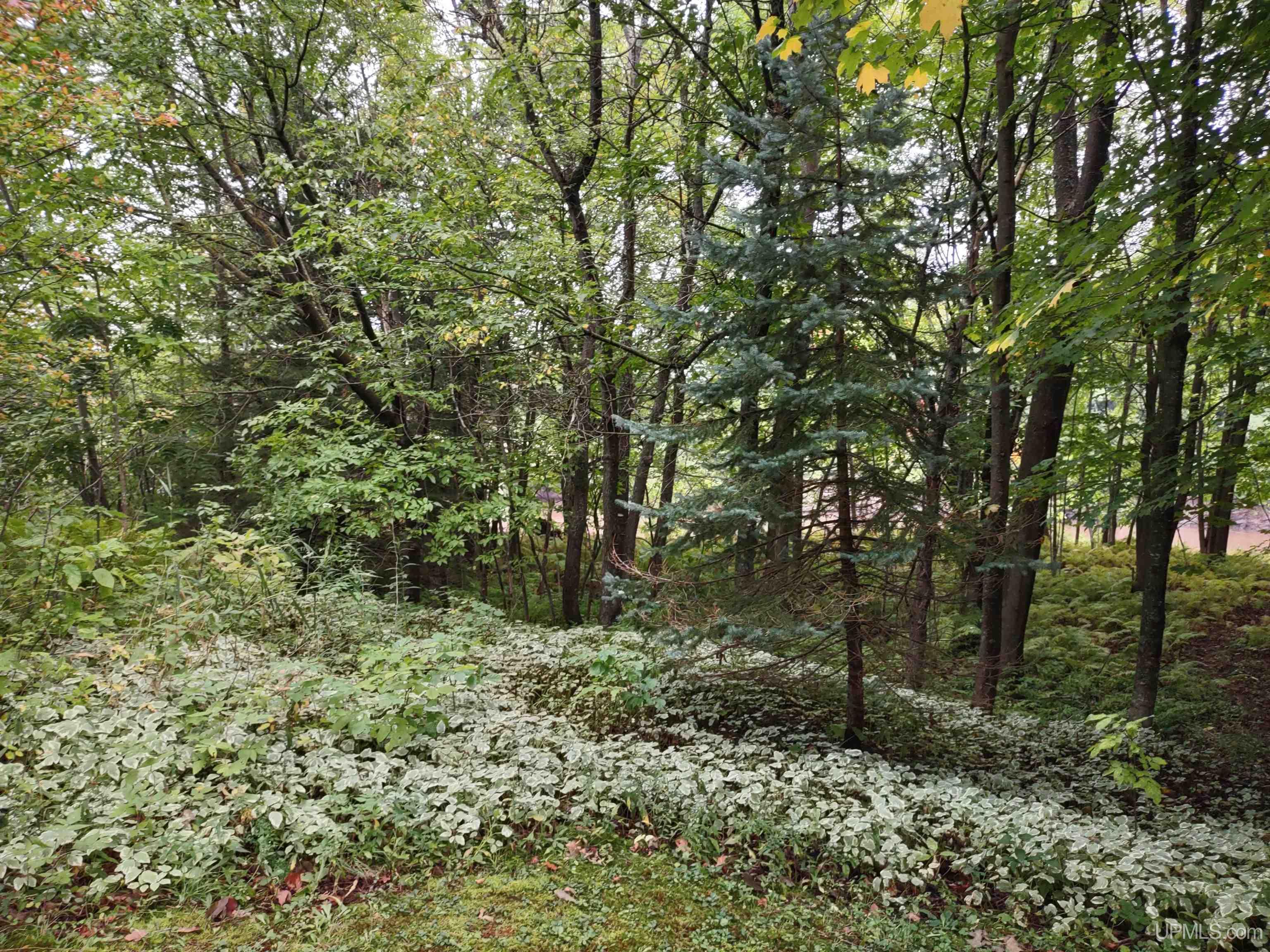 MLS 50187997 Large photo number 28 