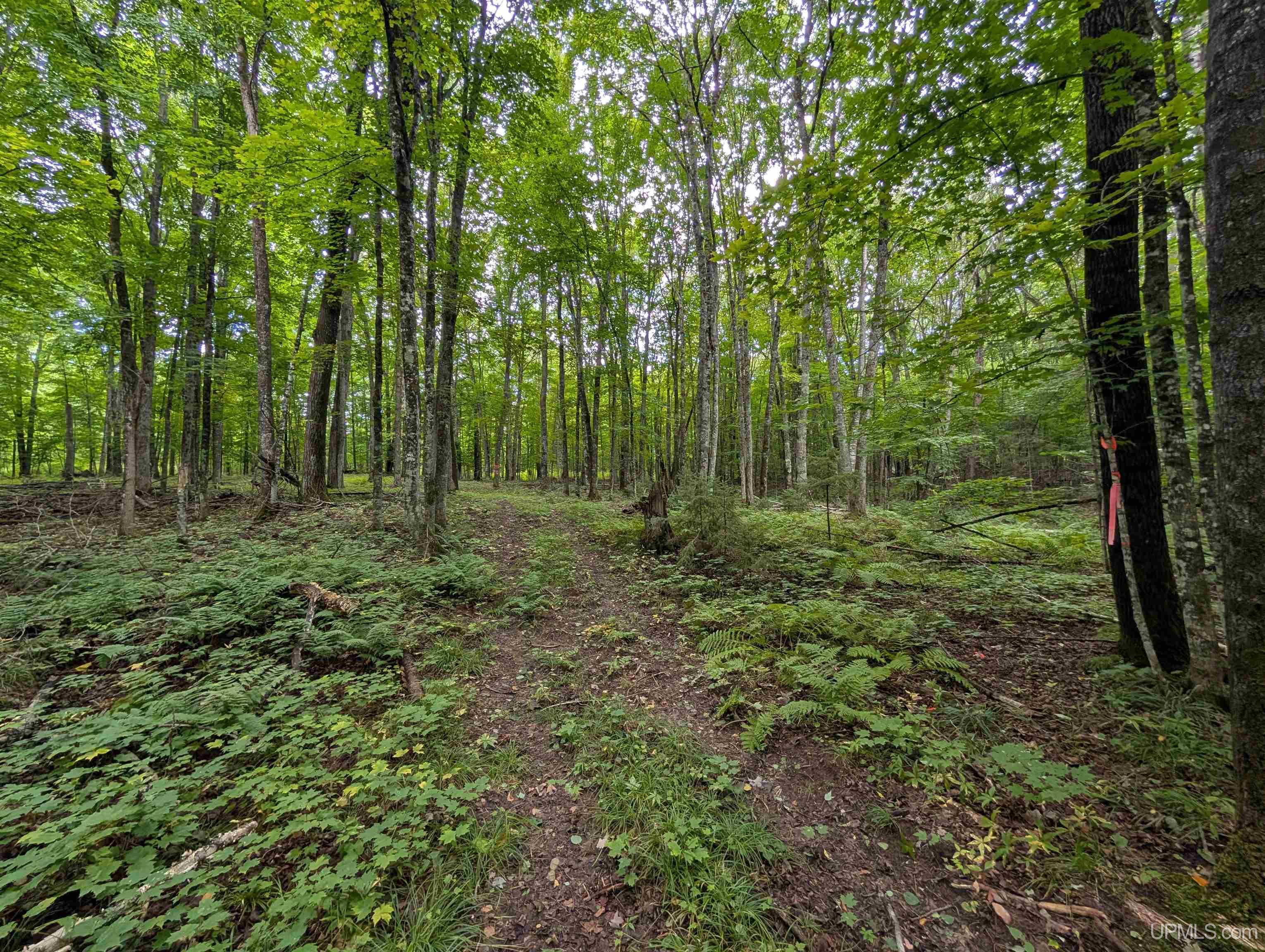 MLS 50188085 Large photo number 15 