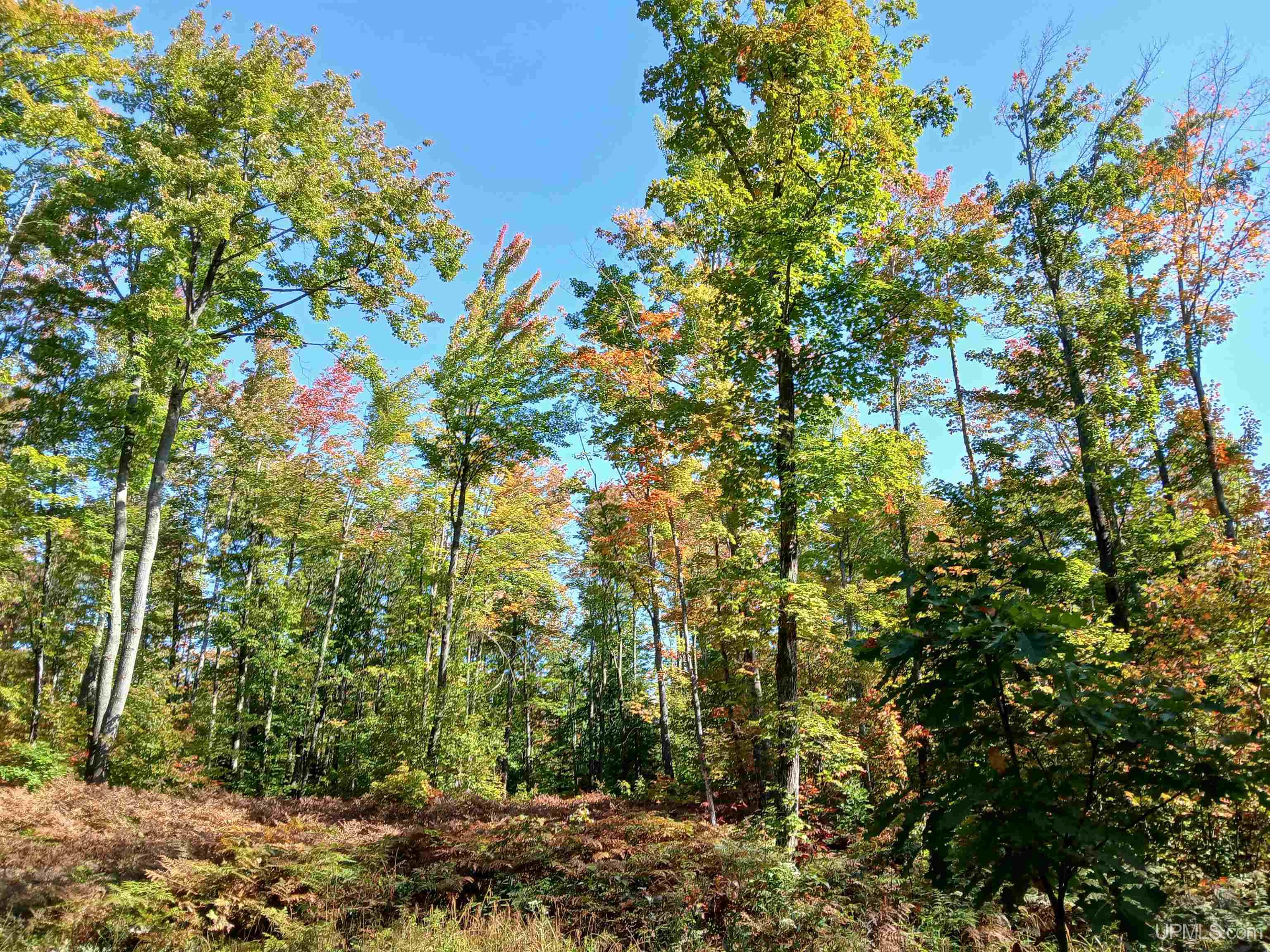 MLS 50191058 Large photo number 18 