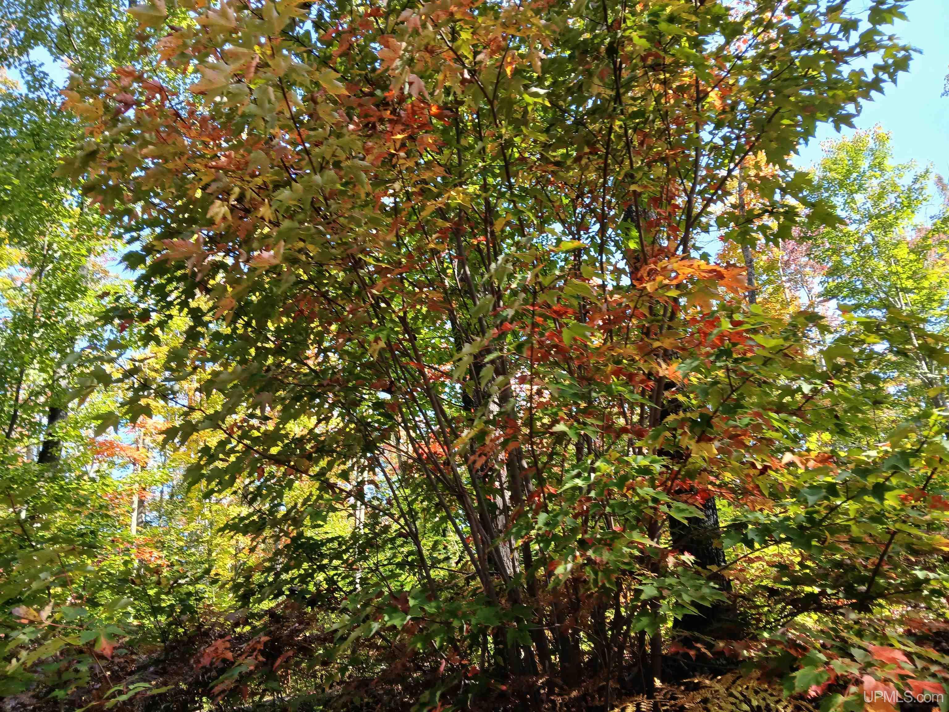 MLS 50191058 Large photo number 20 