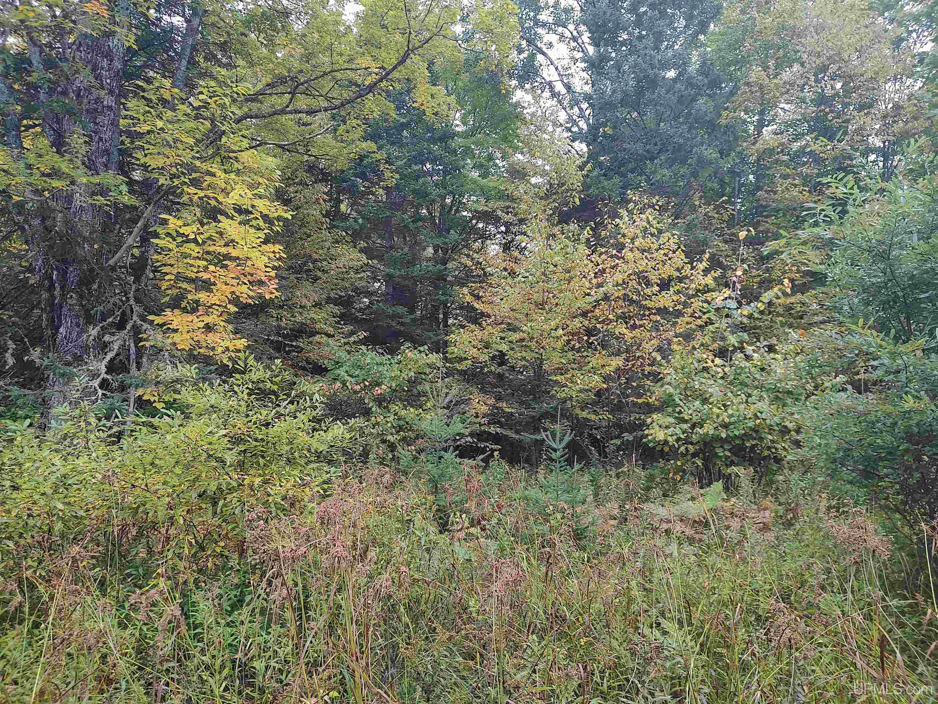 MLS 50191064 Large photo number 11 