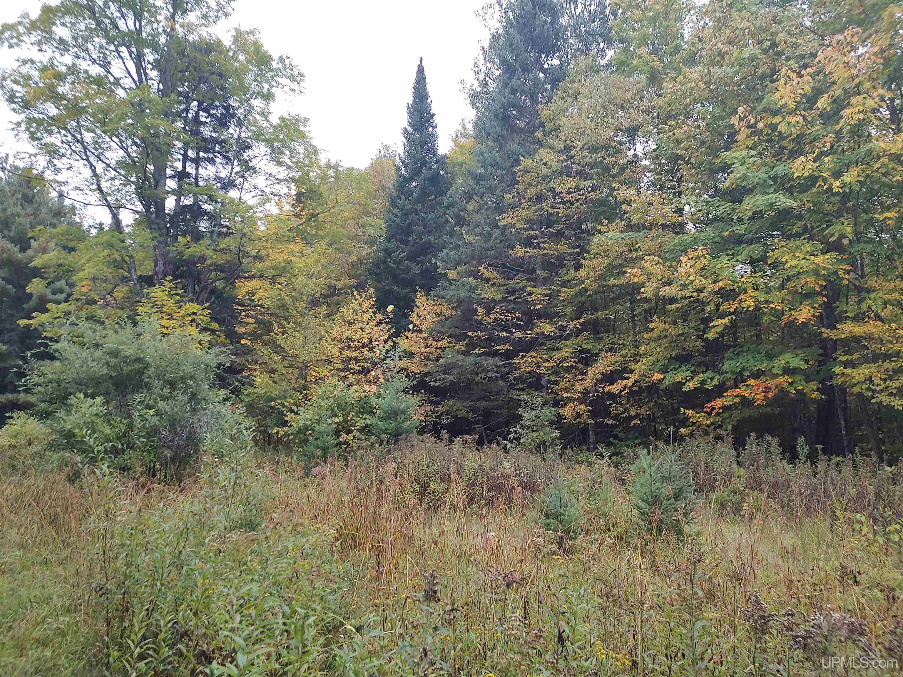 MLS 50191064 Large photo number 5 