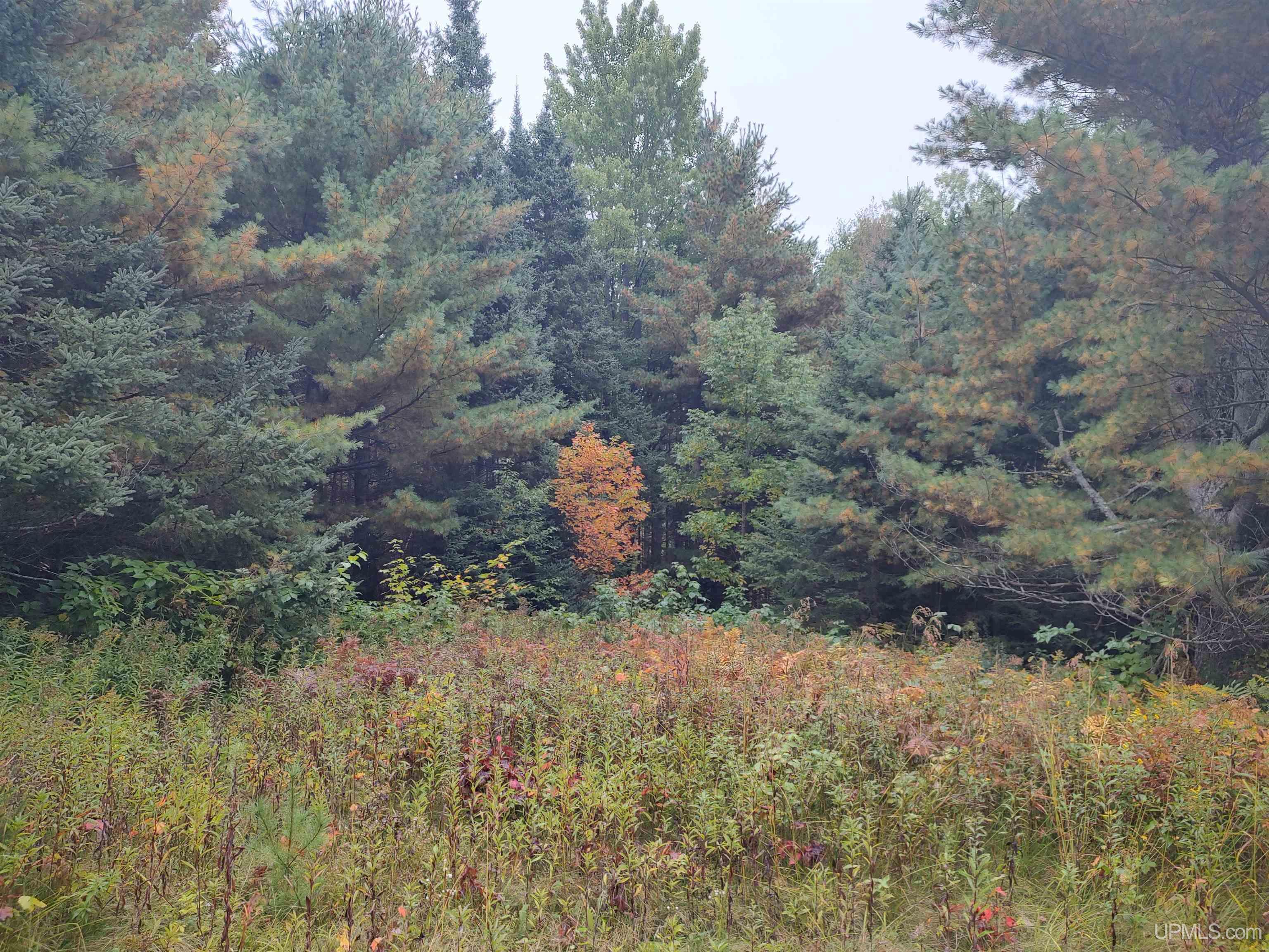 MLS 50191064 Large photo number 7 