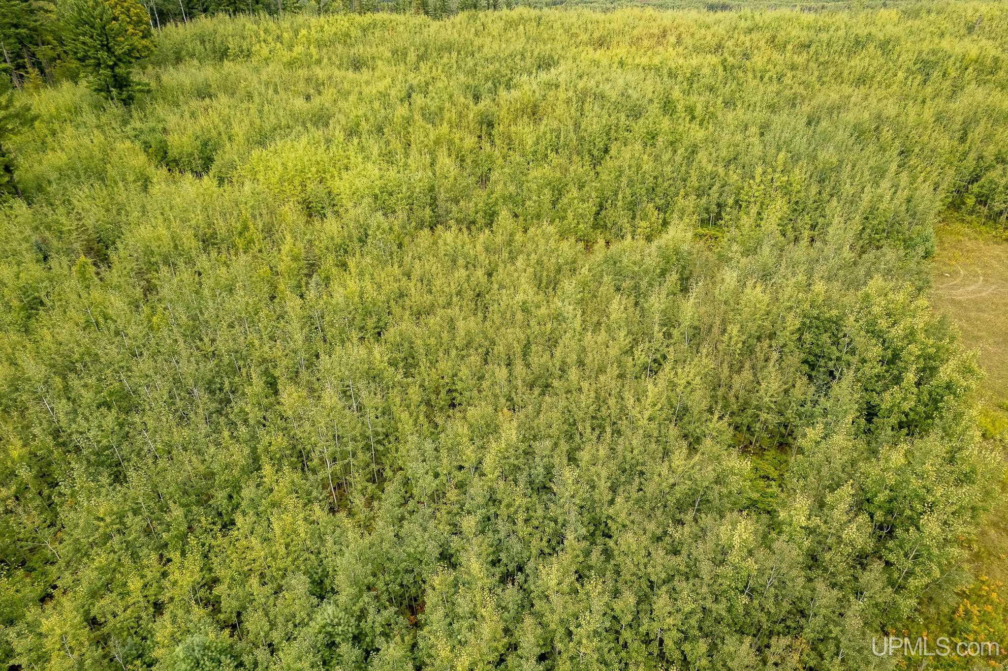 TBD Murray 20 Road, Perronville, MI, 49873