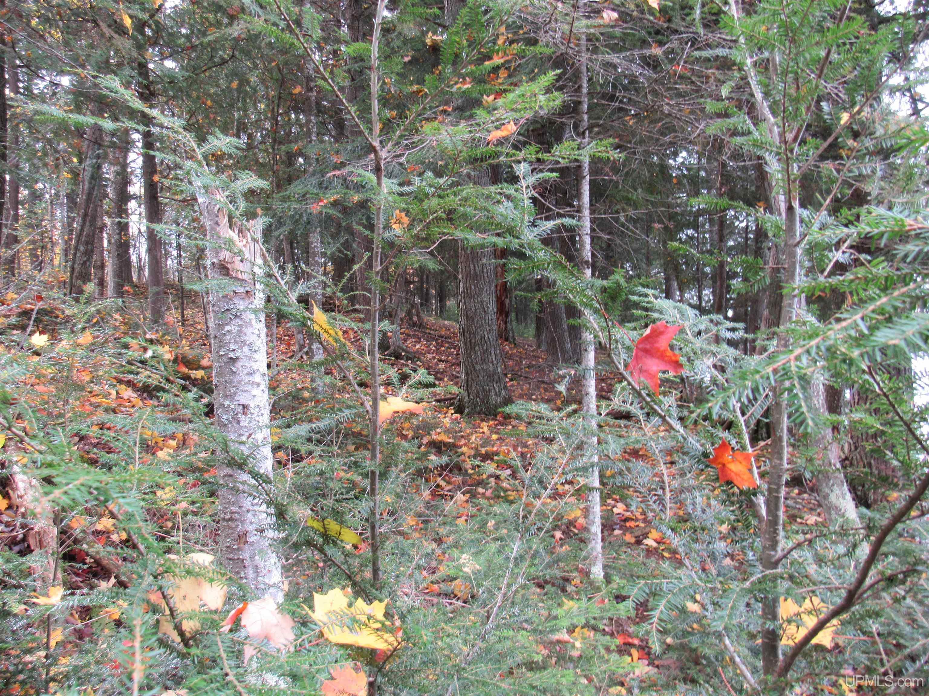 MLS 50194232 Large photo number 17 