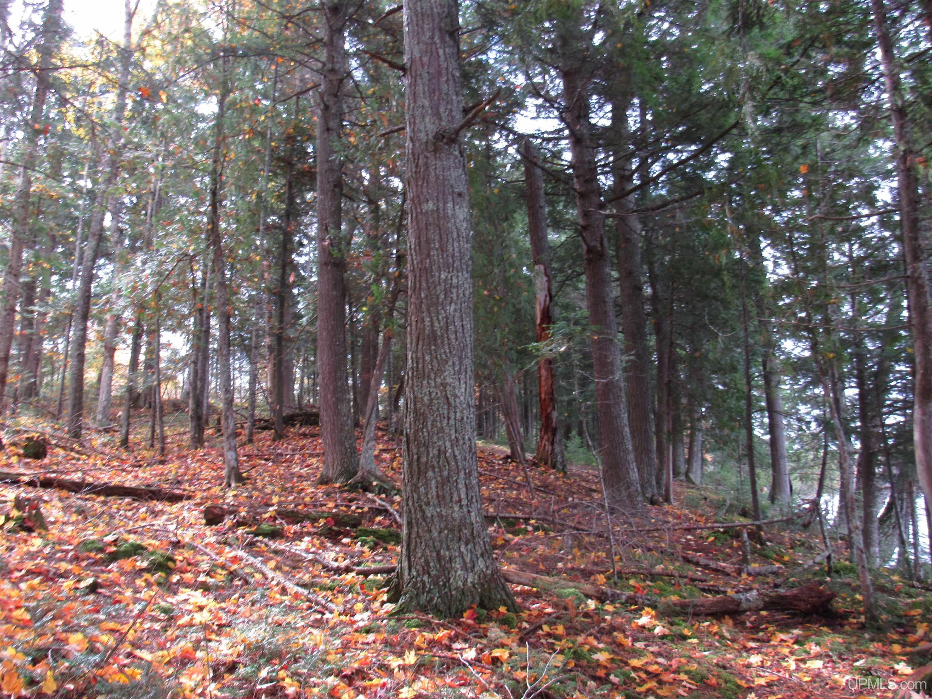 MLS 50194232 Large photo number 19 