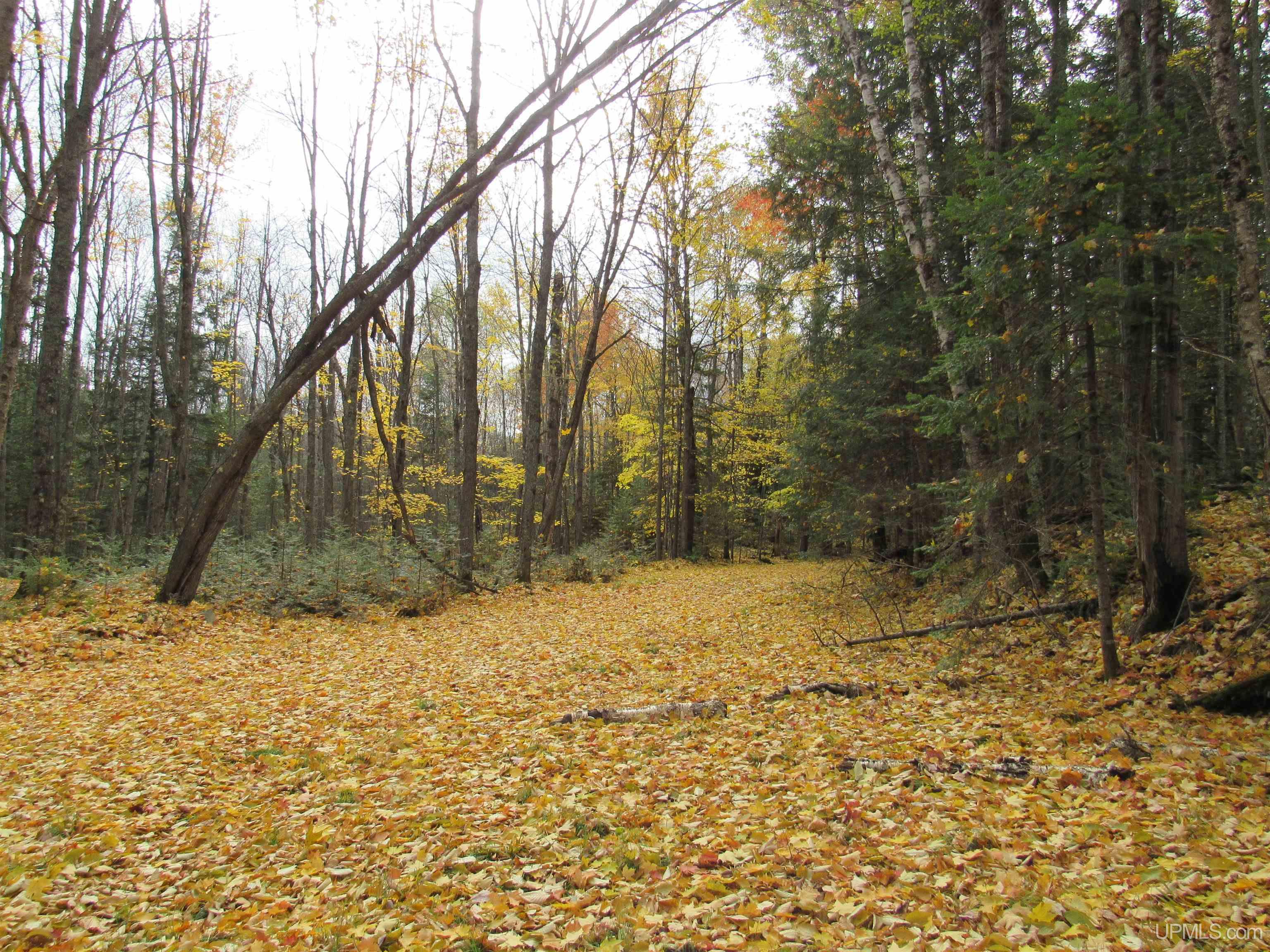 MLS 50194232 Large photo number 31 