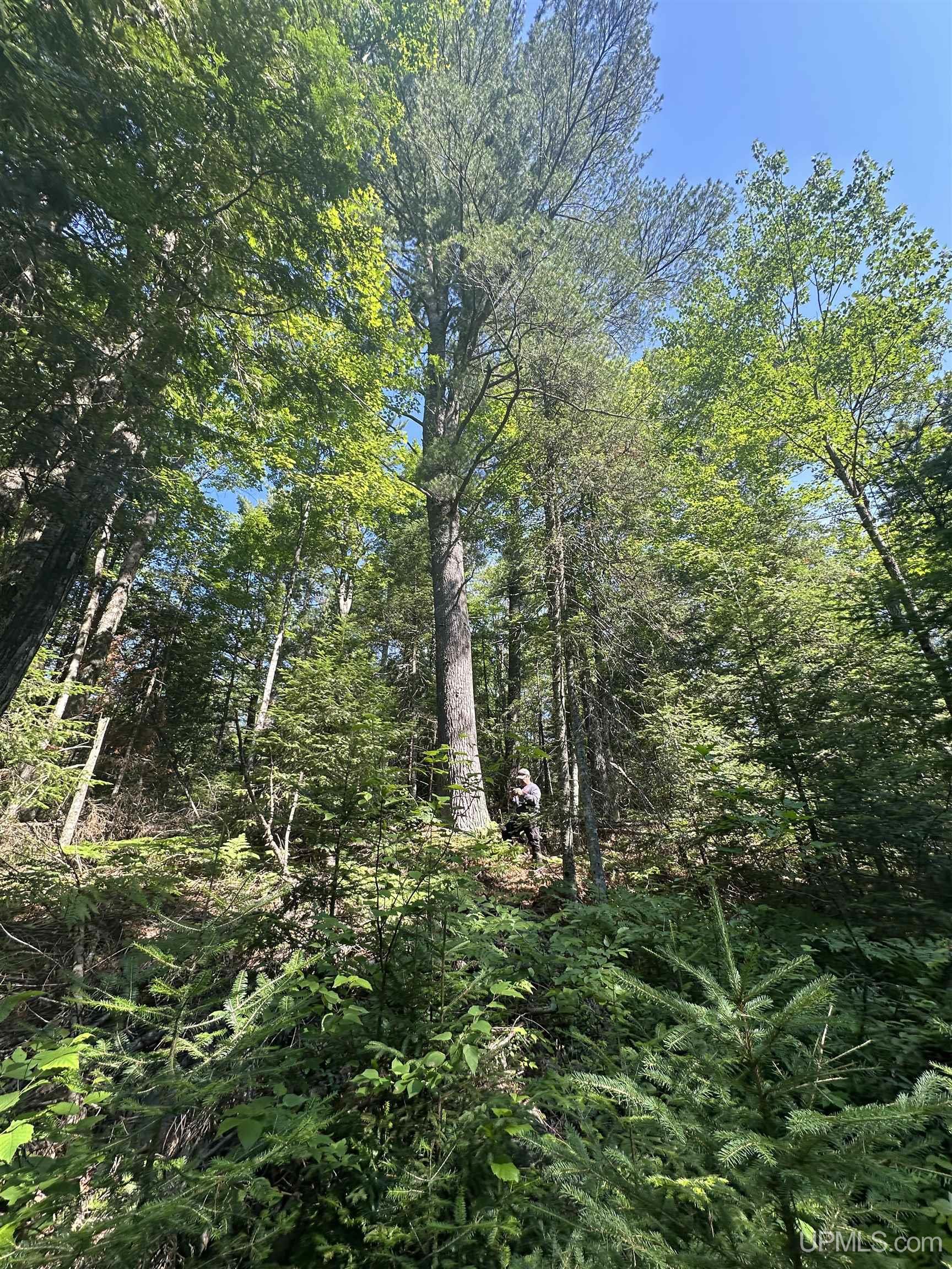 Lake Arvid Off Indian Lake Road photo 17