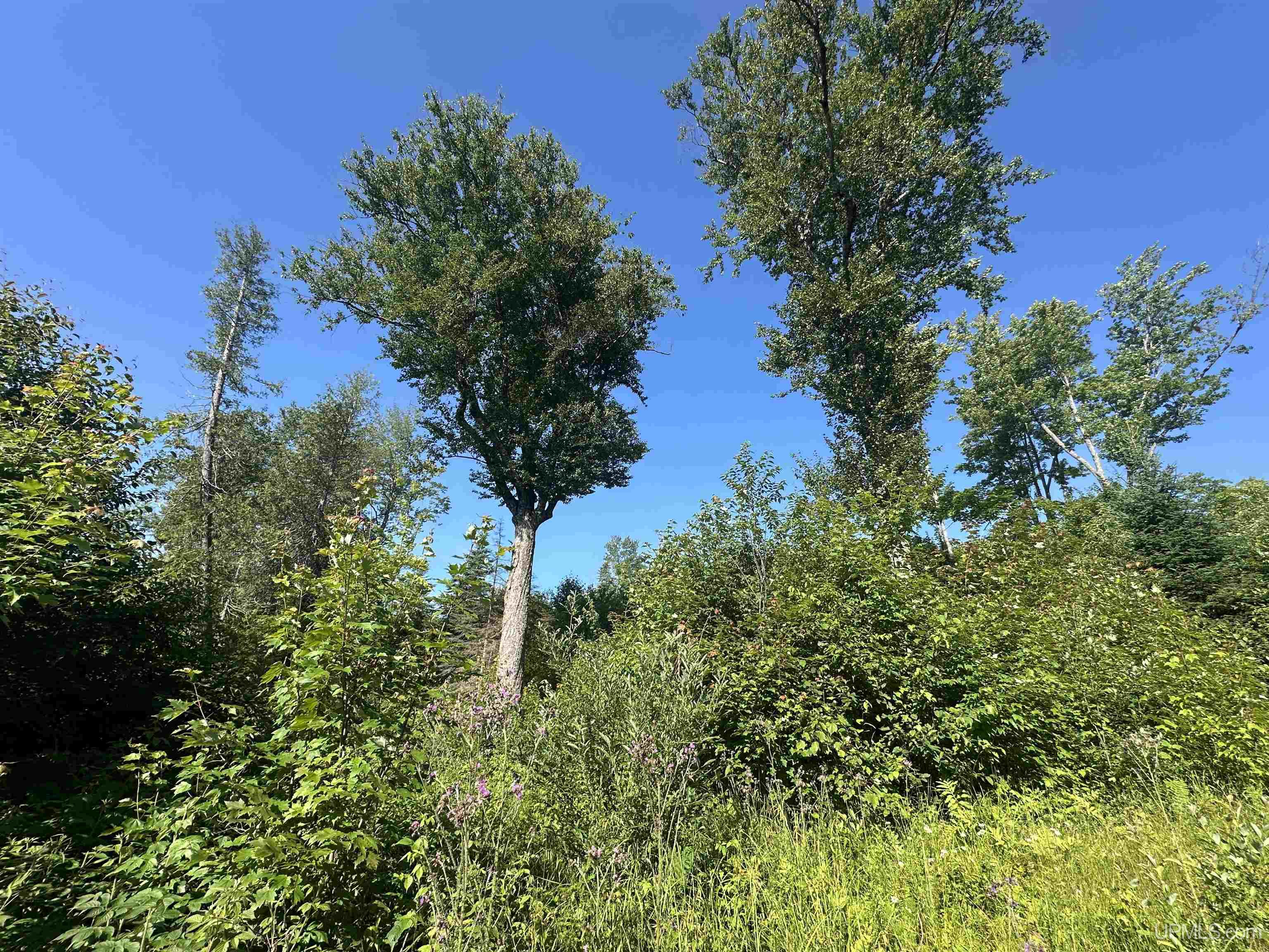 Homes for sale in Michigamme, MI | Off Indian Lake Rd, Michigamme, MI 49861 | MLS# 50194480