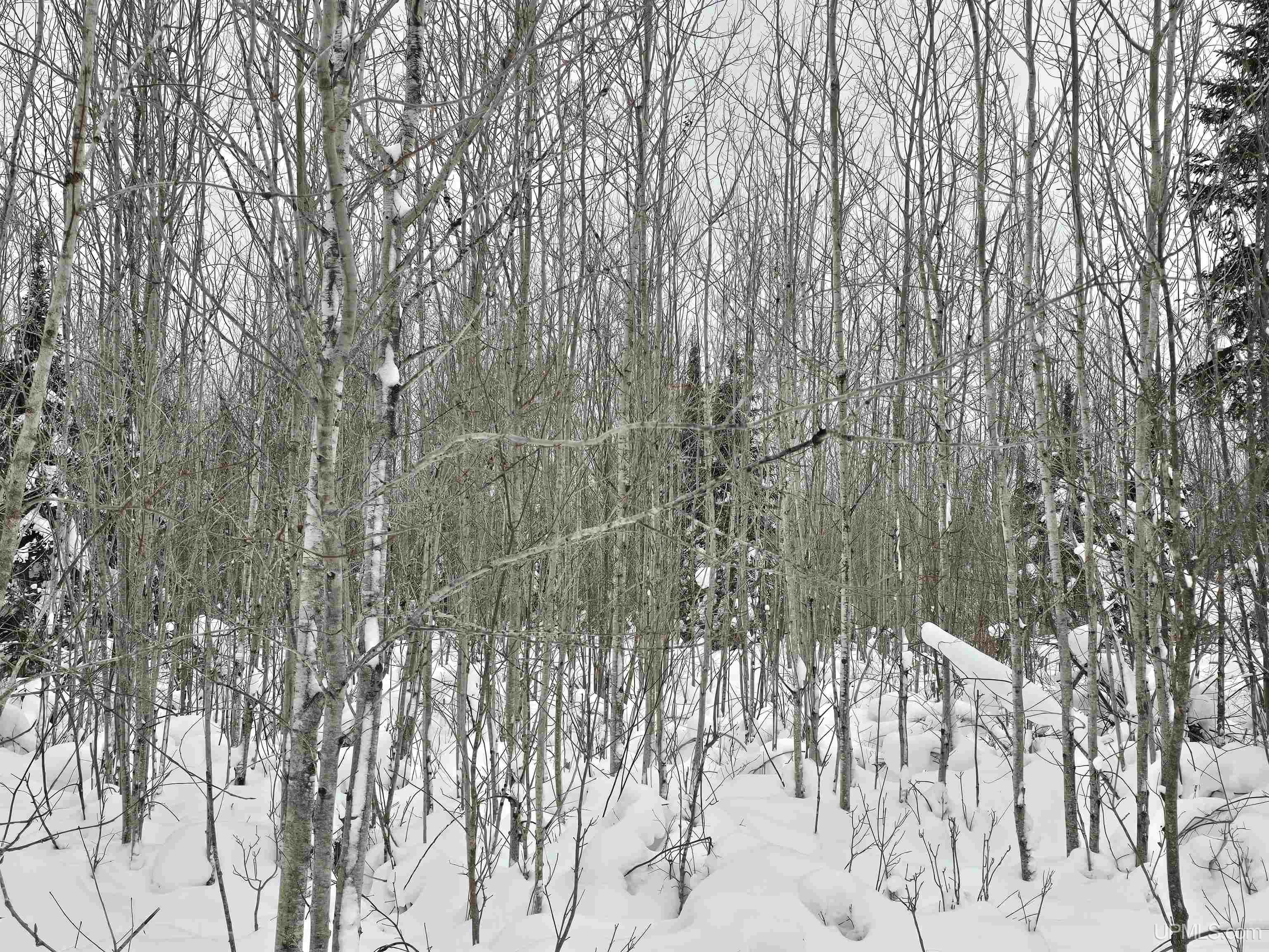 MLS 50196242 Large photo number 14 