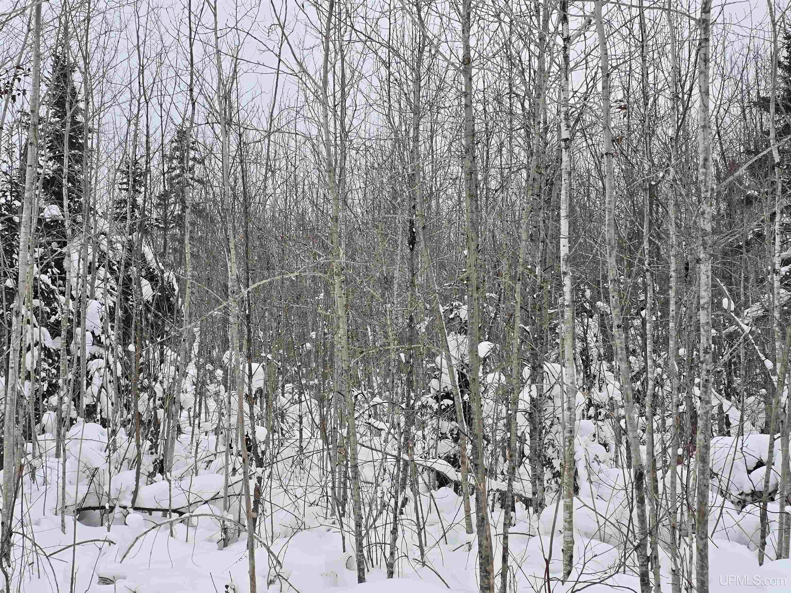 MLS 50196243 Large photo number 13 