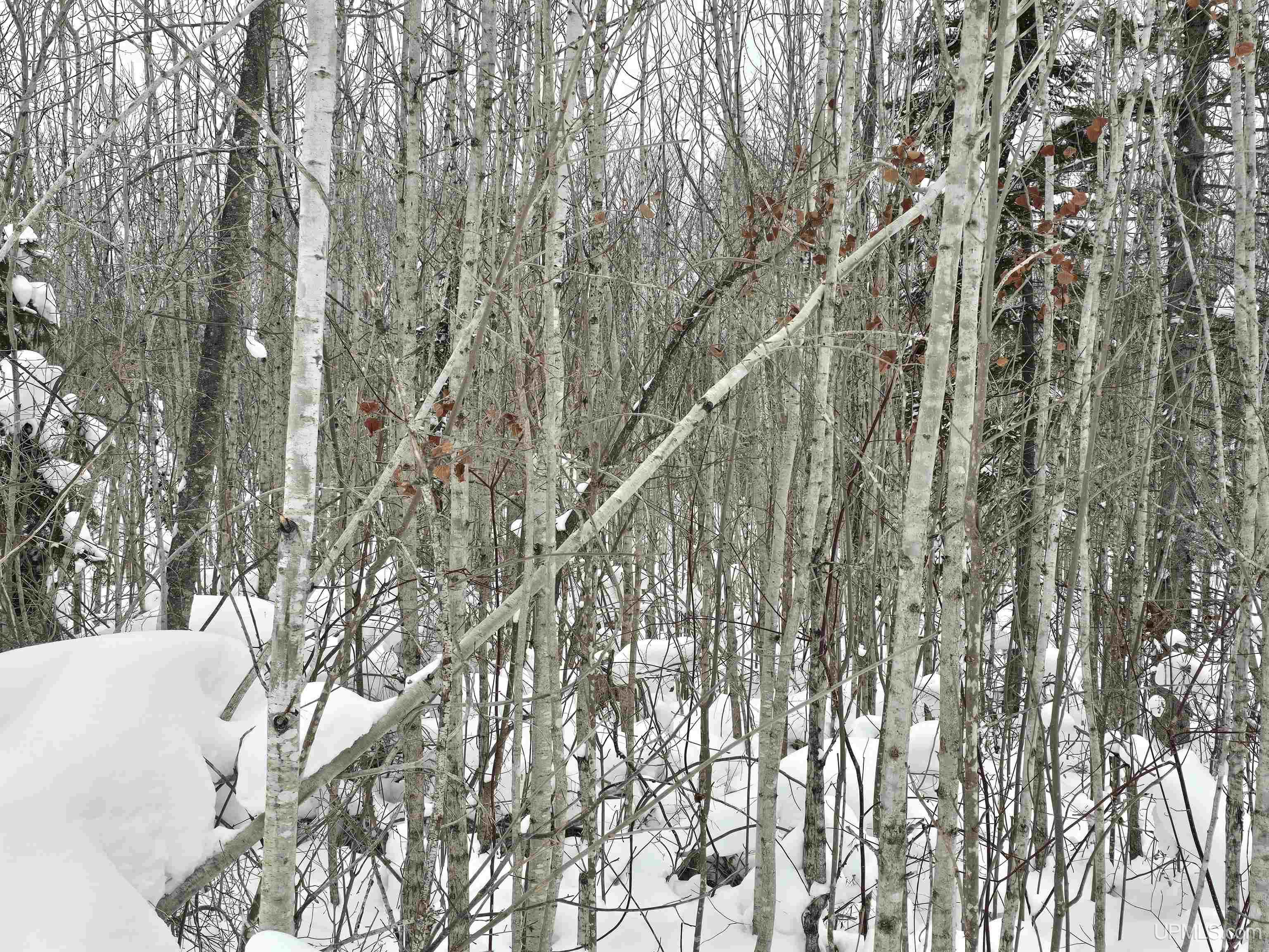 MLS 50196243 Large photo number 9 