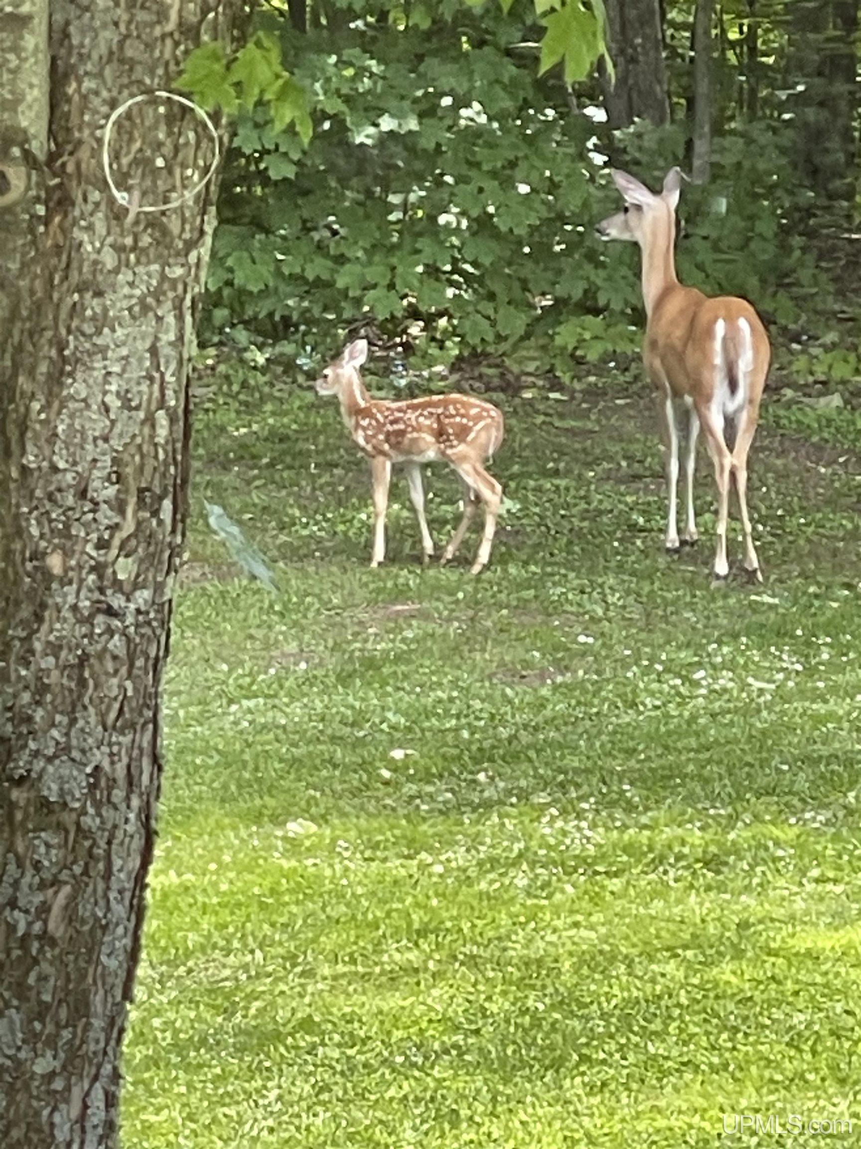 52275 N Superior Road, Houghton, MI, 49931