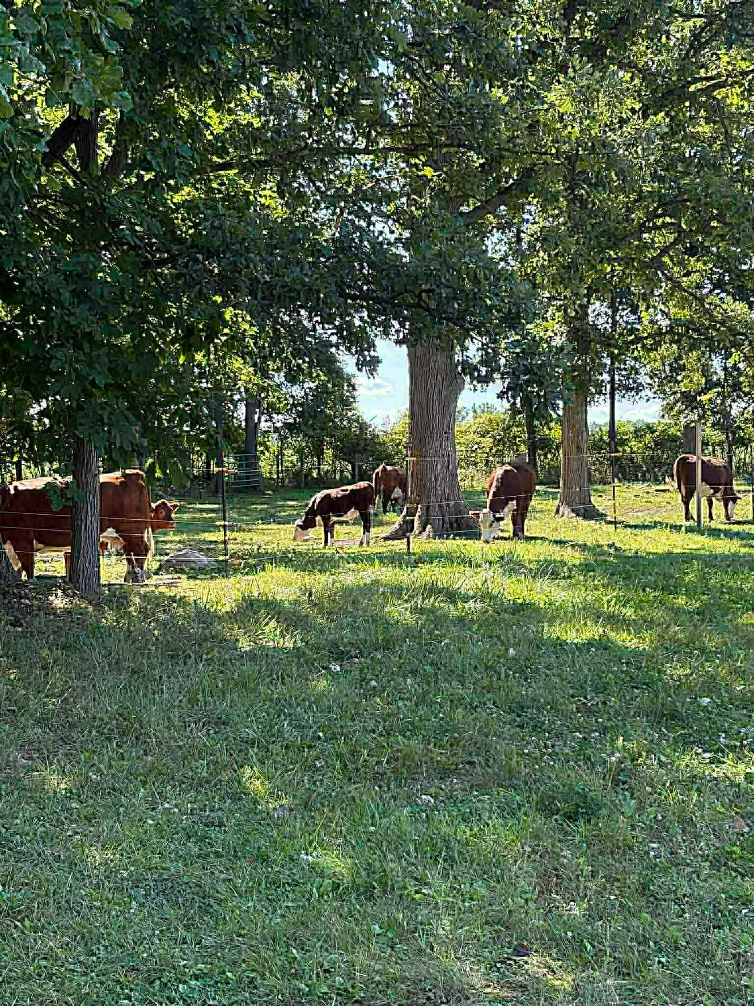 8020 Linden Drive, Almont, MI, 48003