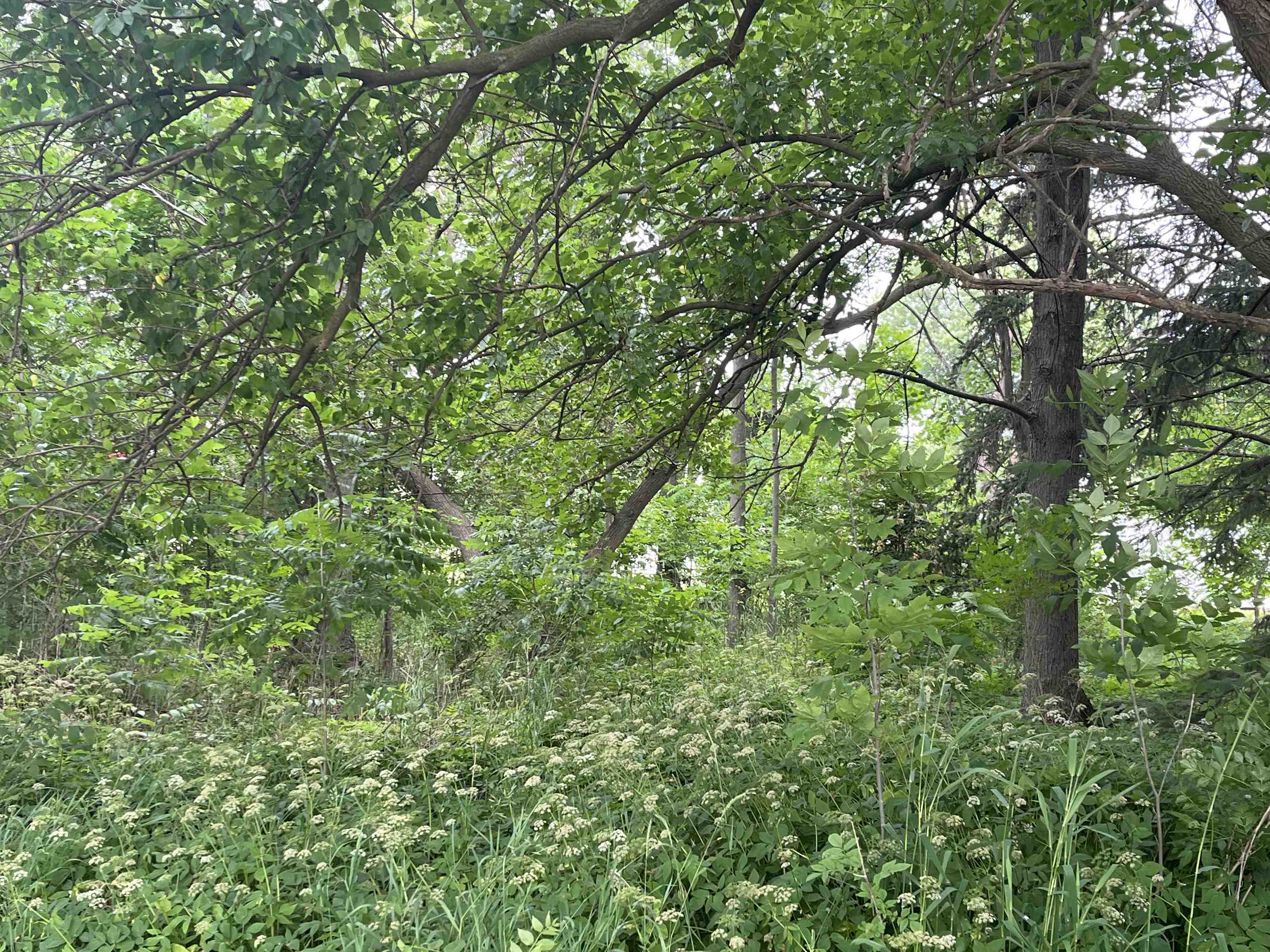 Homes for sale in Saint Charles, MI | Vl Maple St, Saint Charles, MI 48655 | MLS# 50199322