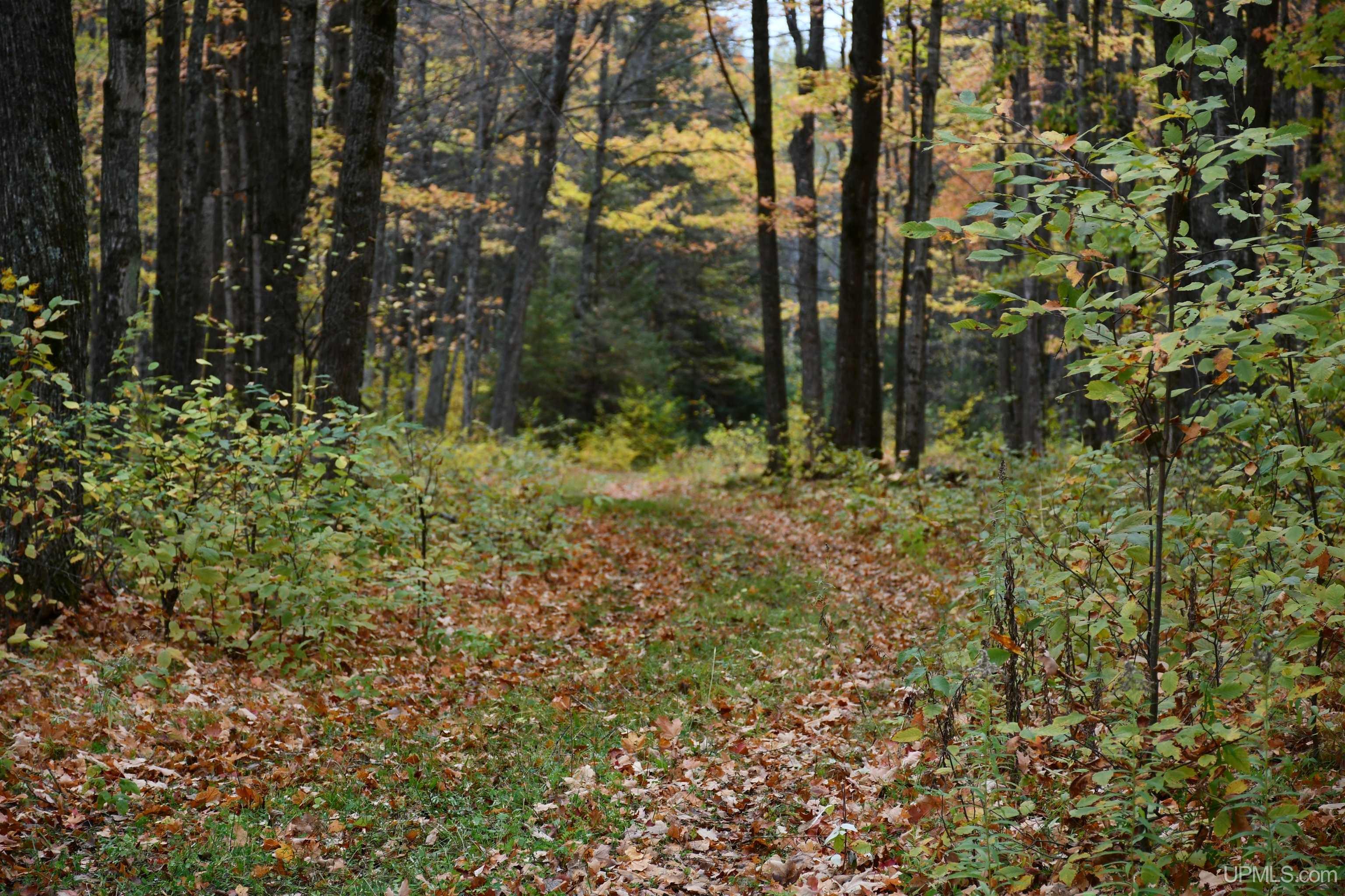 TBD County Line Road, Hardwood, MI, 49807