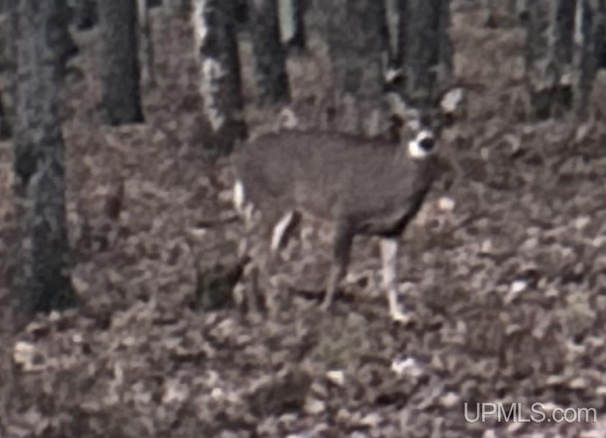 TBD County Line Road, Hardwood, MI, 49807