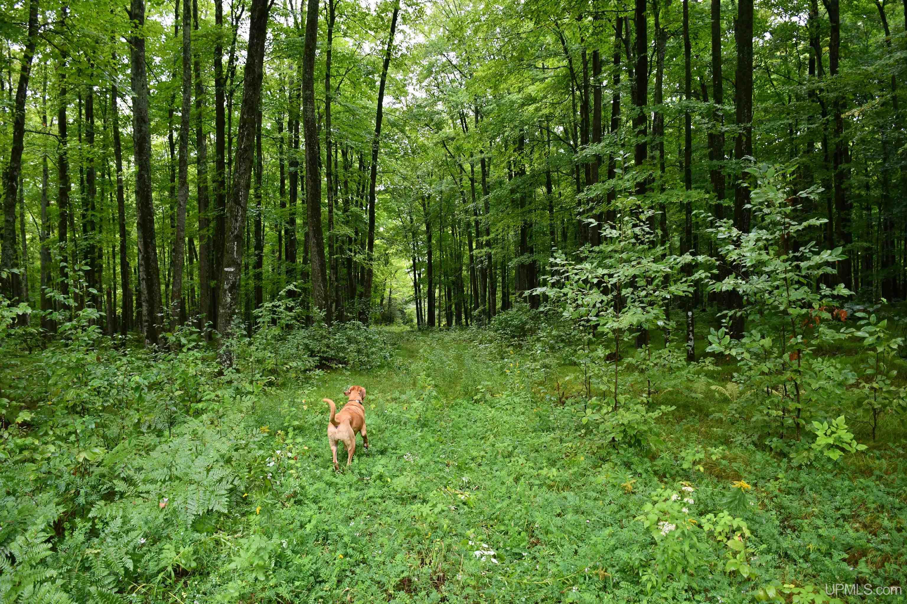 TBD County Line Road, Hardwood, MI, 49807