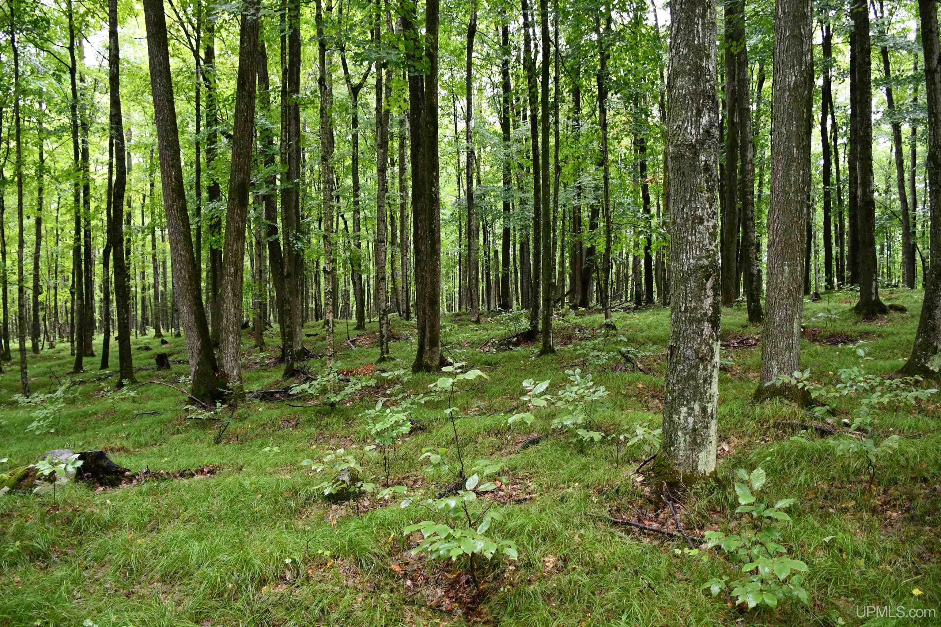 TBD County Line Road, Hardwood, MI, 49807