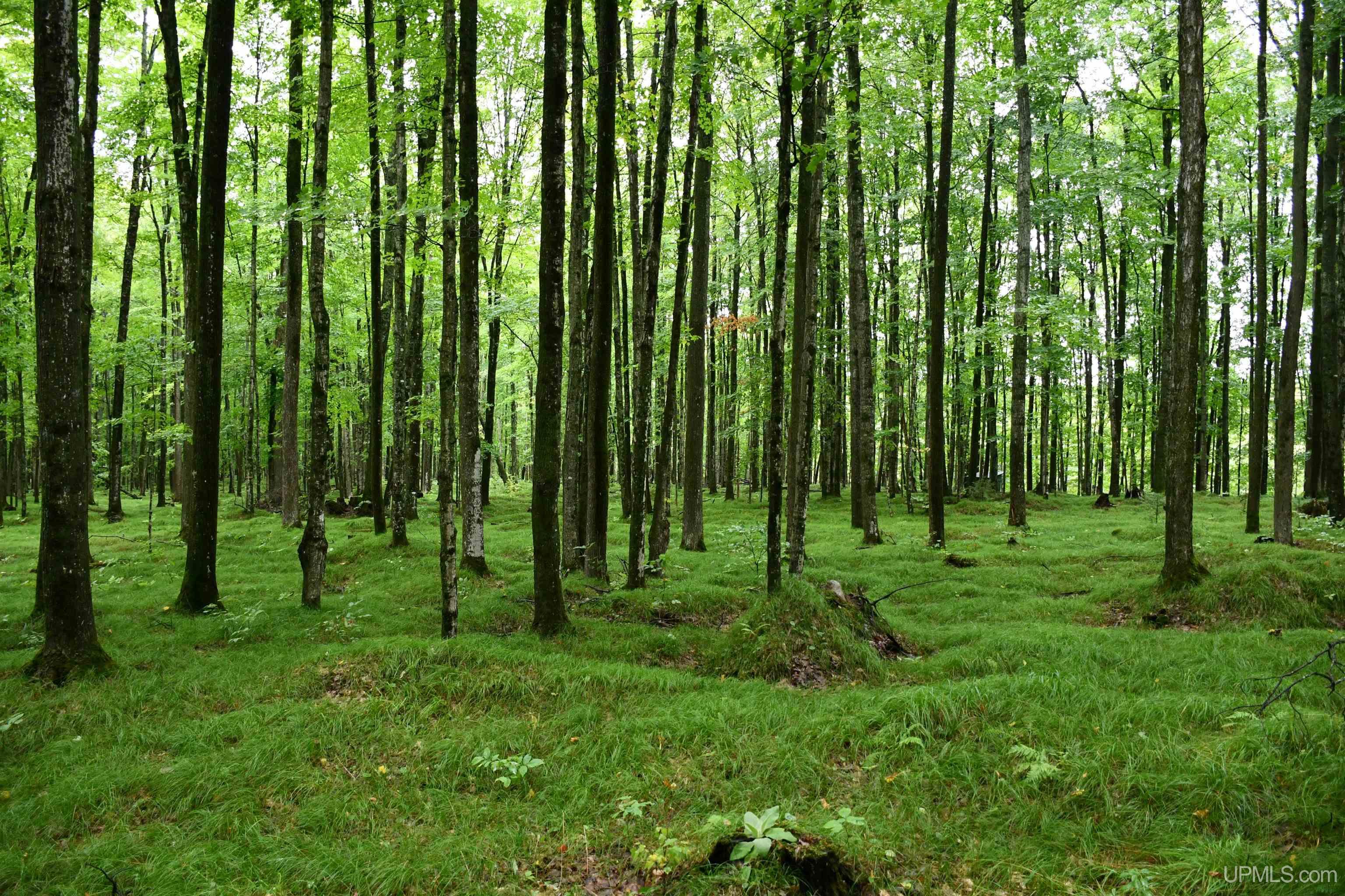 TBD County Line Road, Hardwood, MI, 49807