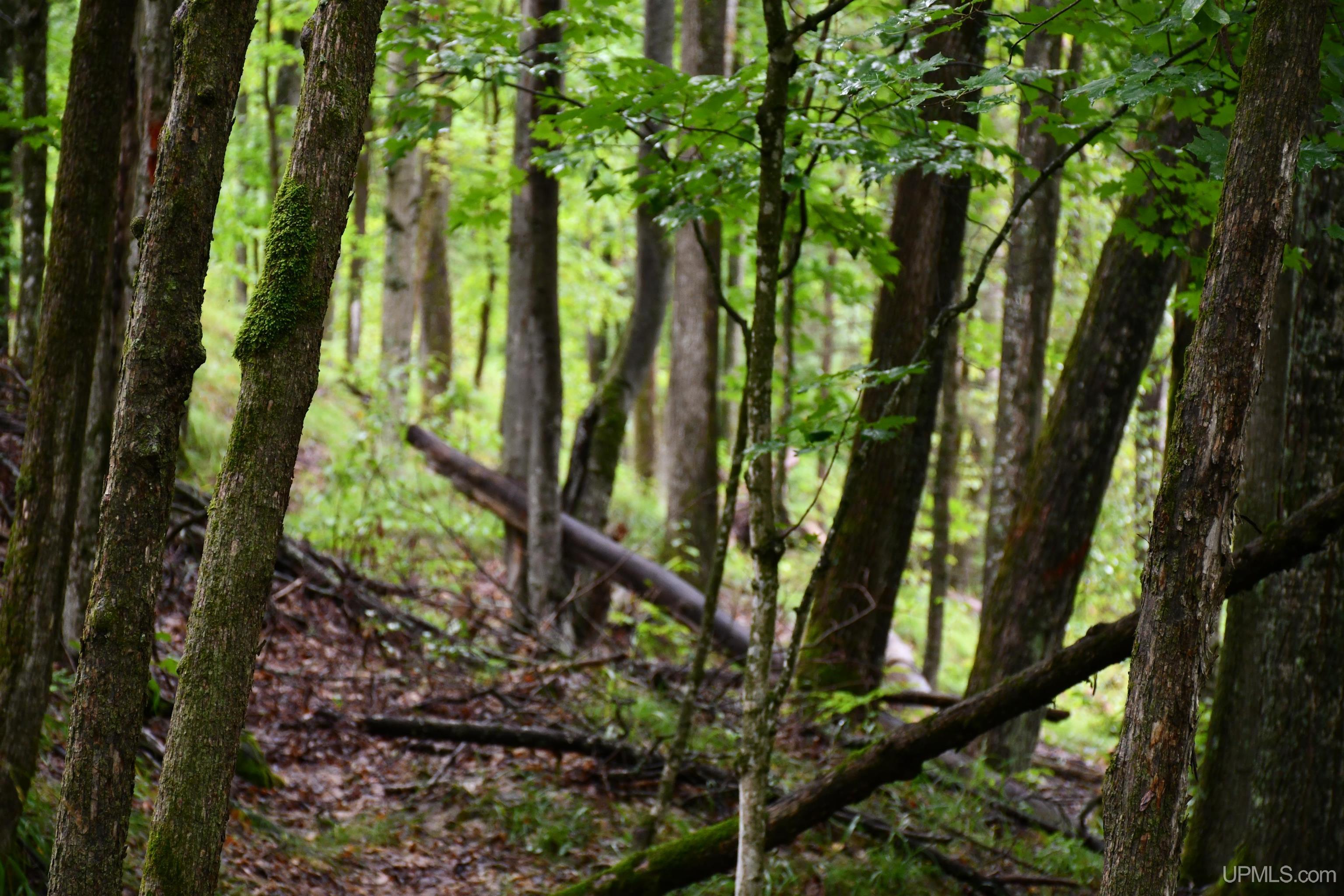 TBD County Line Road, Hardwood, MI, 49807