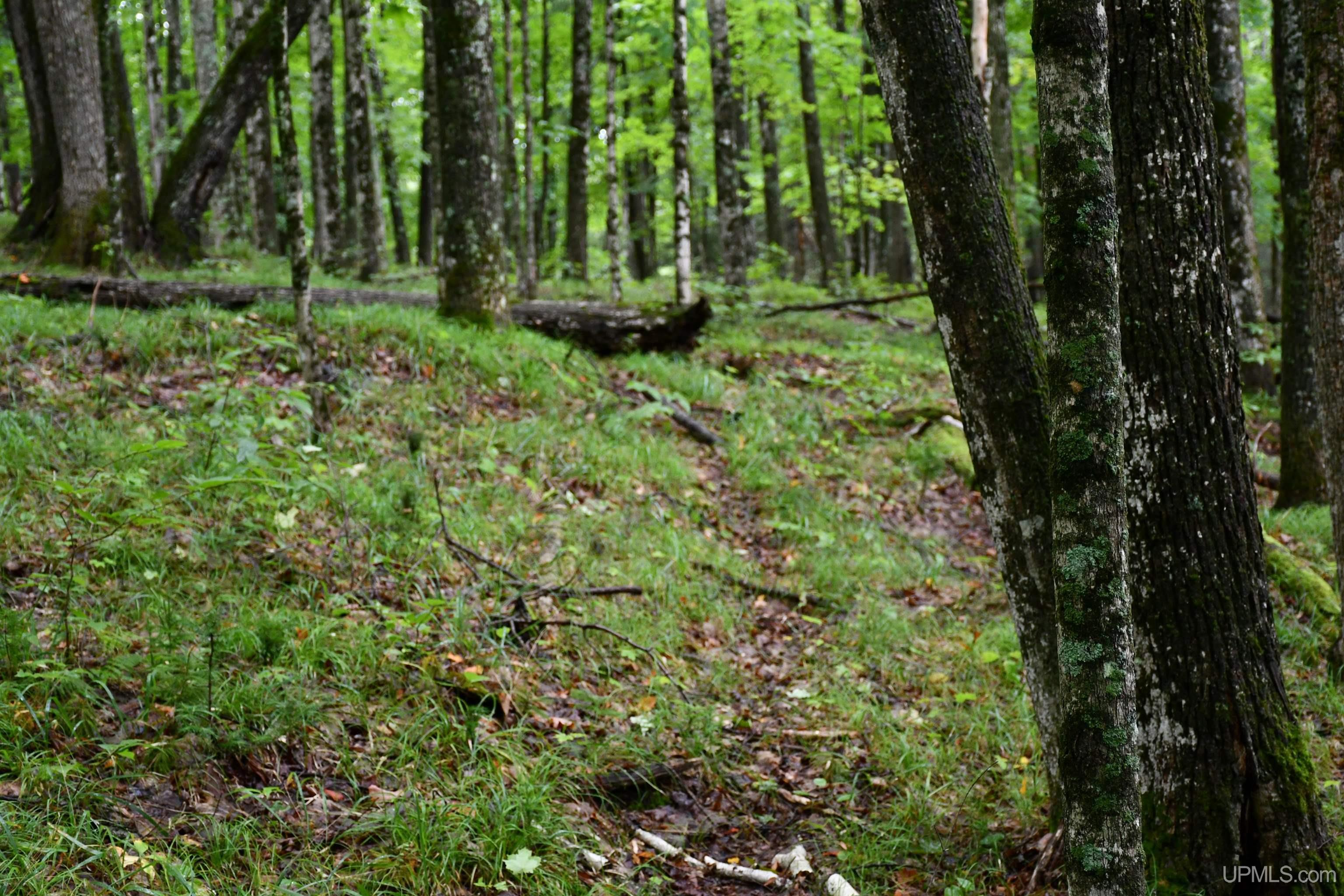 TBD County Line Road, Hardwood, MI, 49807