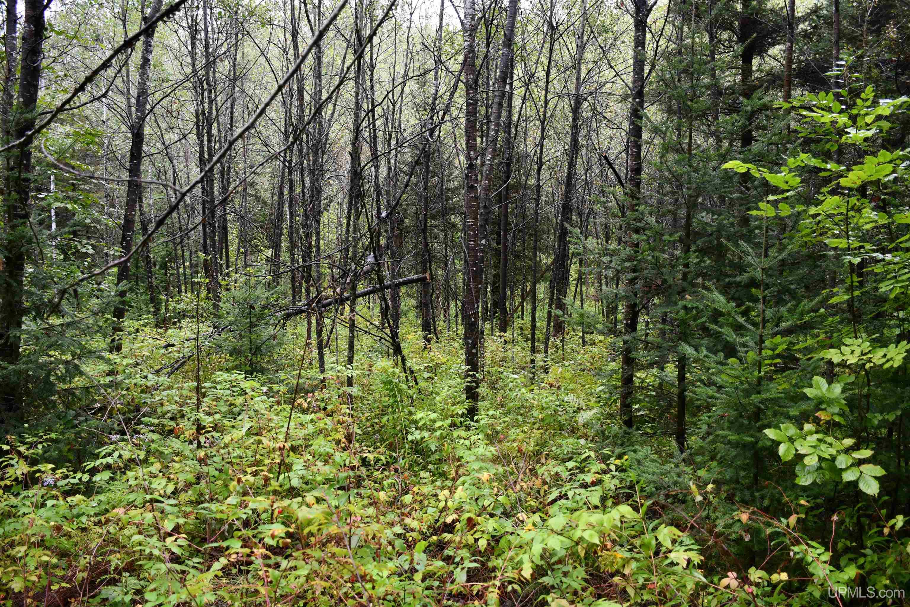 TBD County Line Road, Hardwood, MI, 49807