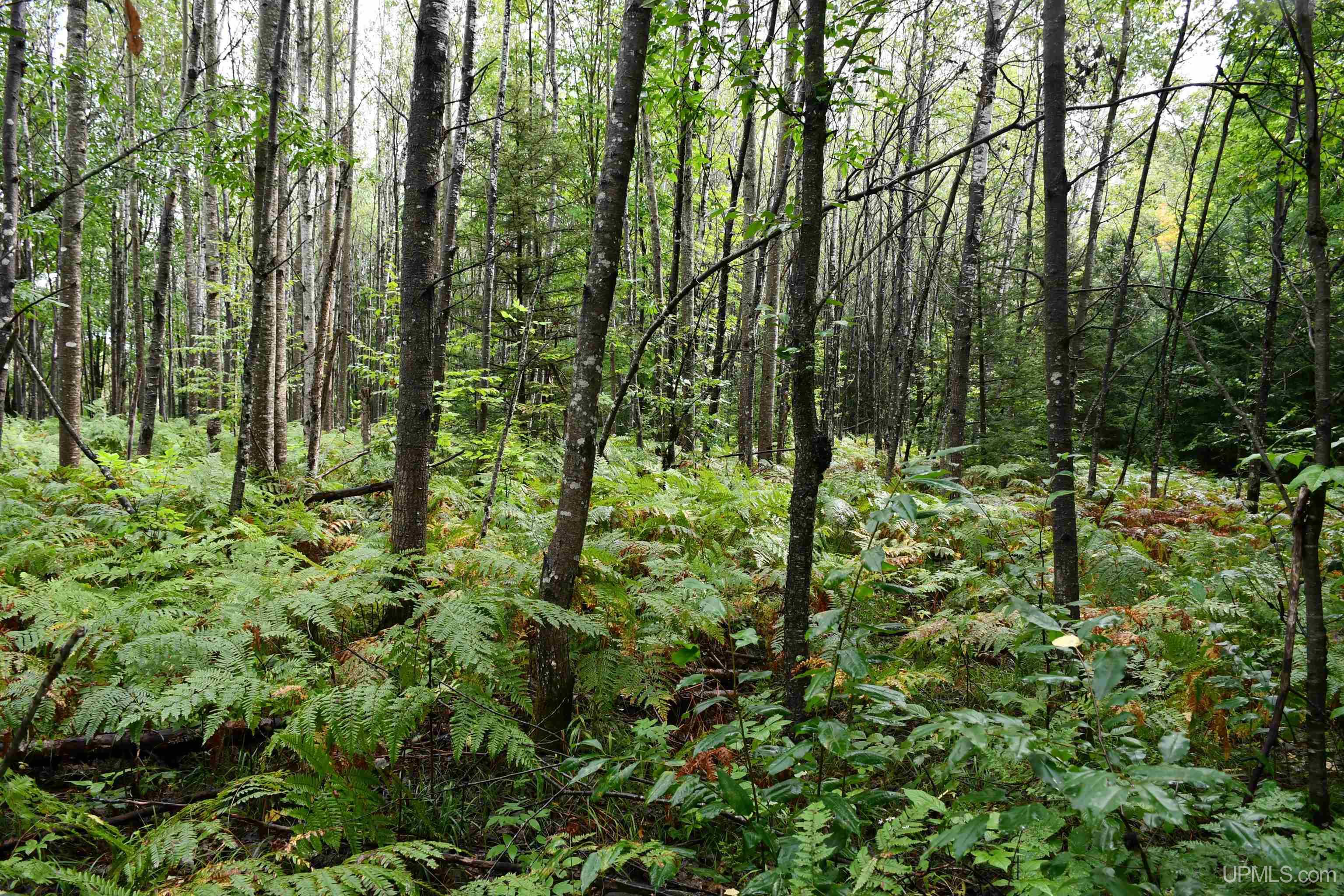 TBD County Line Road, Hardwood, MI, 49807