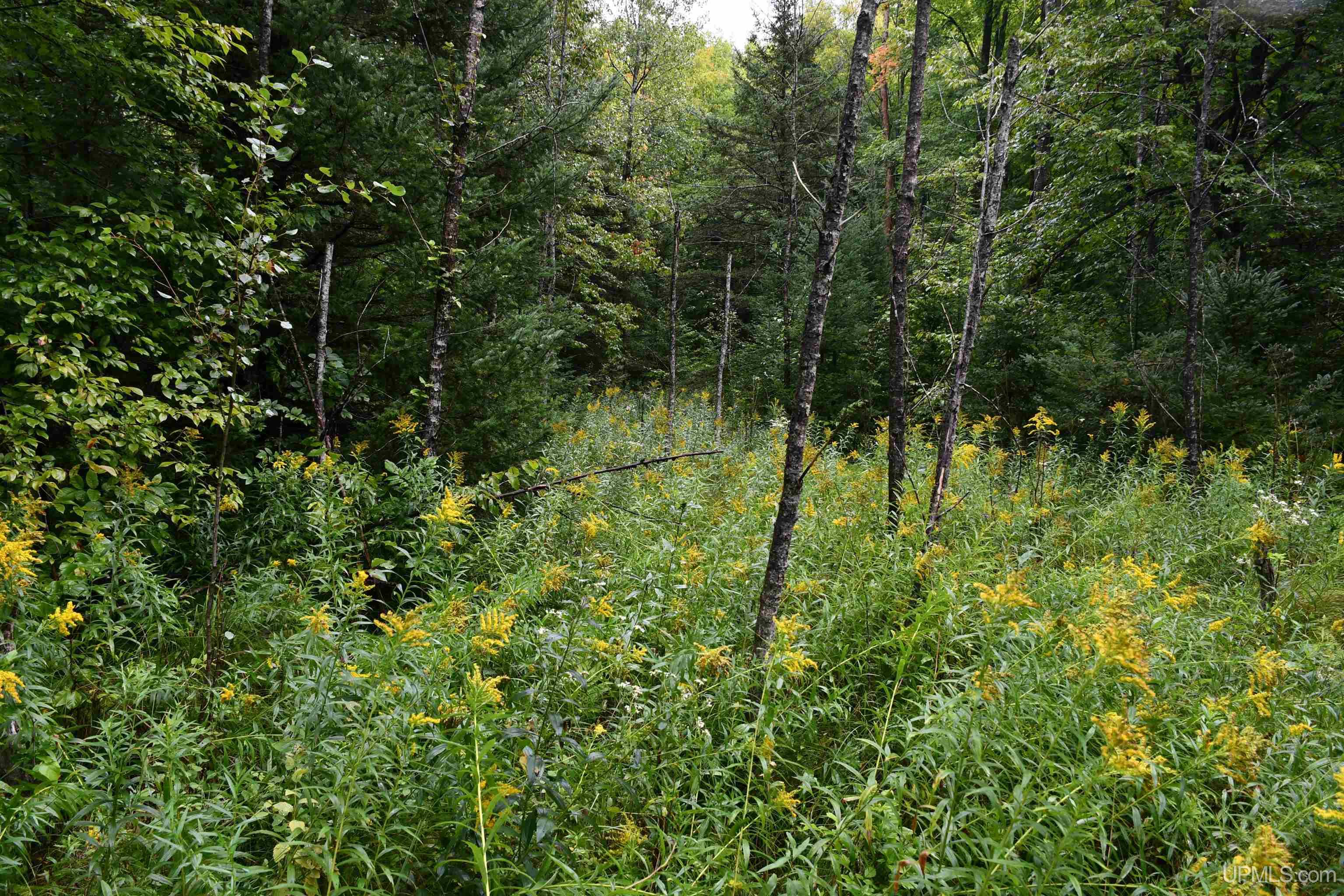 TBD County Line Road, Hardwood, MI, 49807