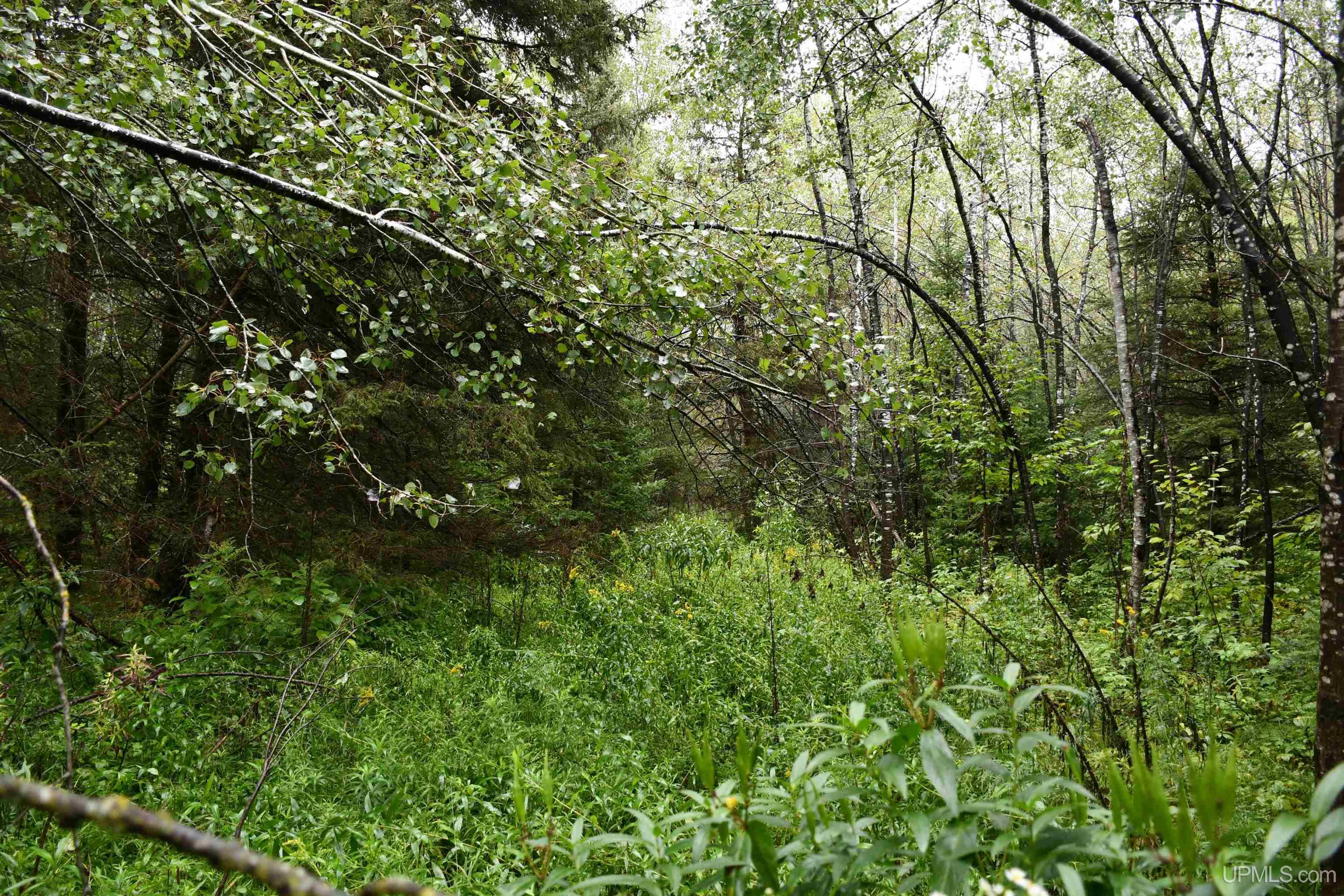 TBD County Line Road, Hardwood, MI, 49807