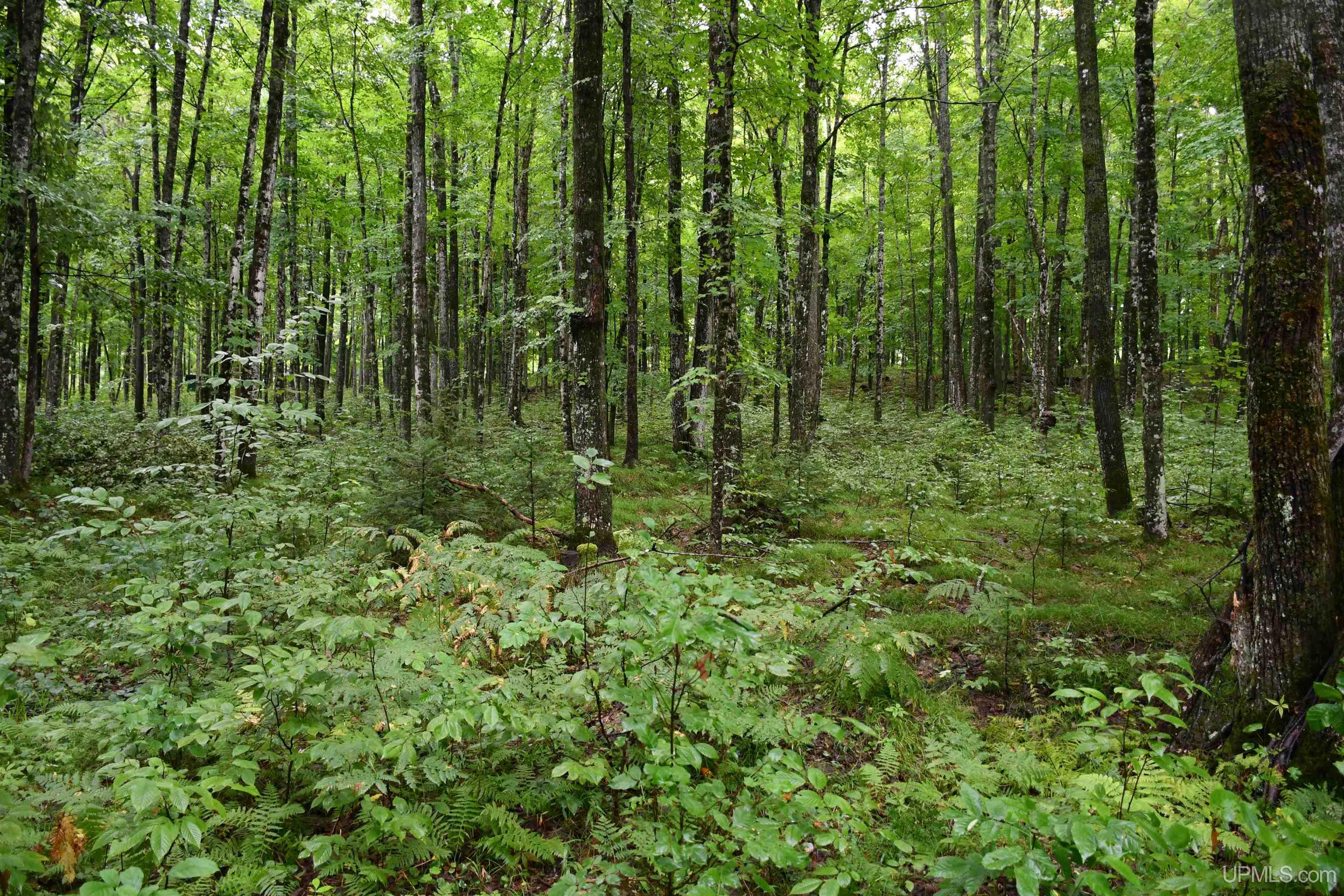 TBD County Line Road, Hardwood, MI, 49807