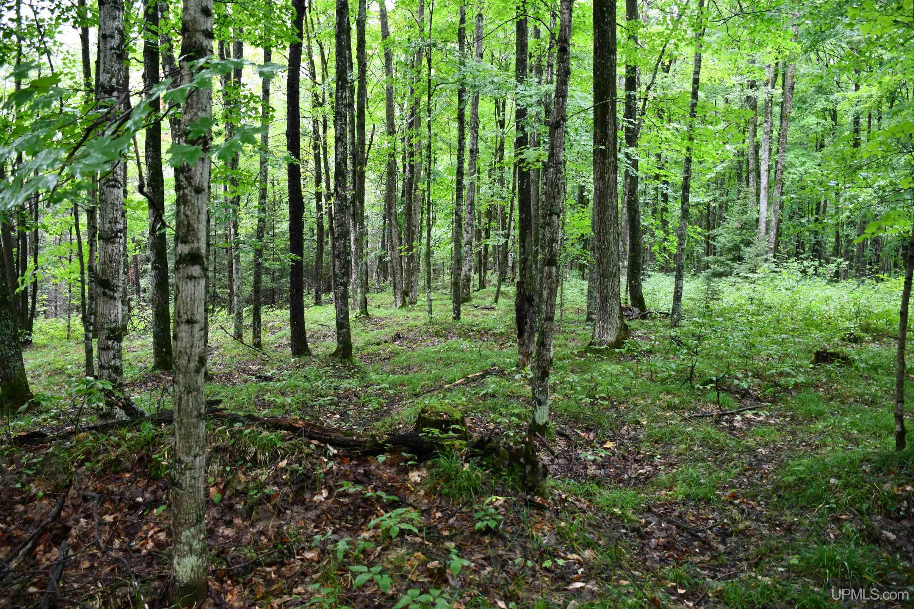 TBD County Line Road, Hardwood, MI, 49807