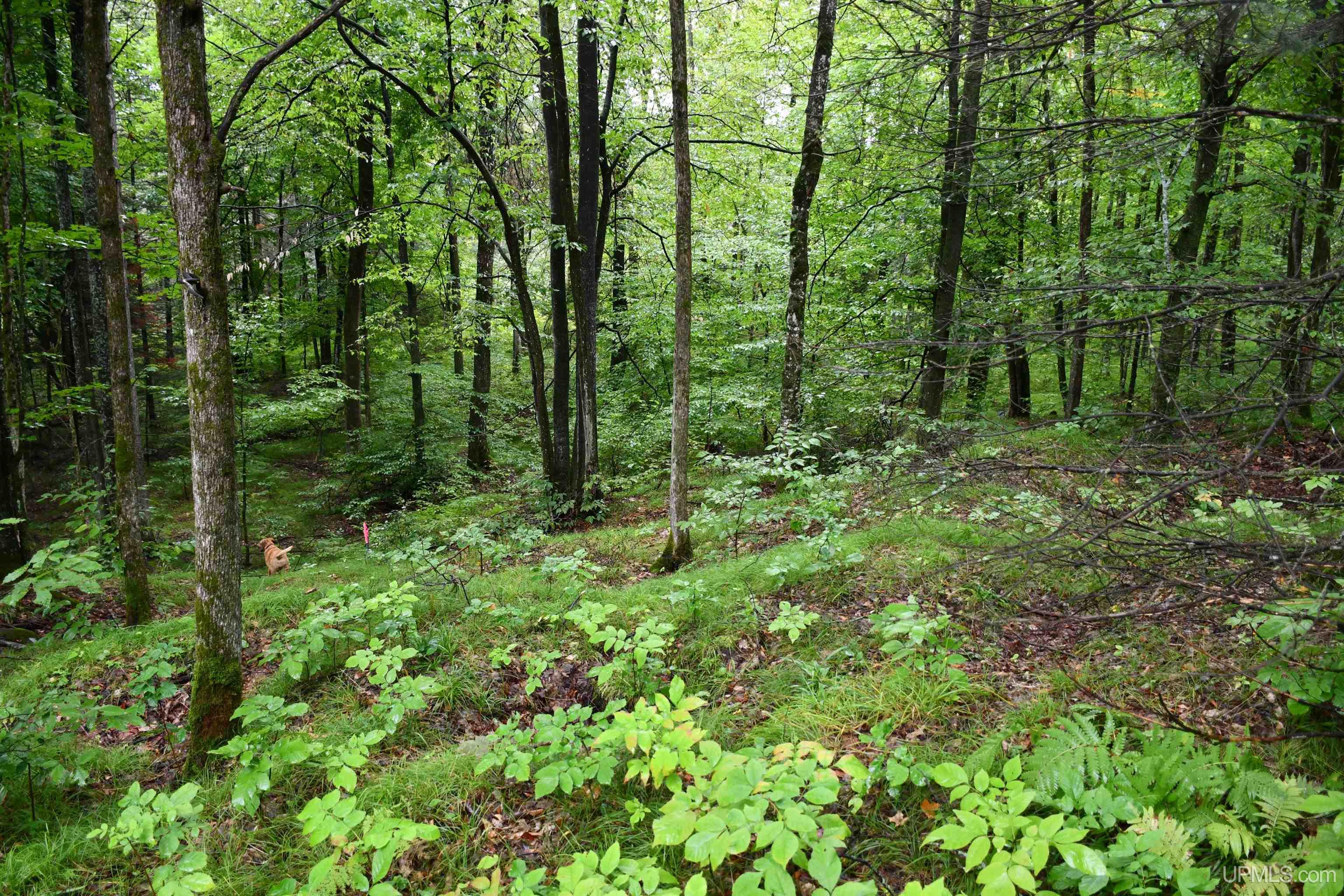 TBD County Line Road, Hardwood, MI, 49807