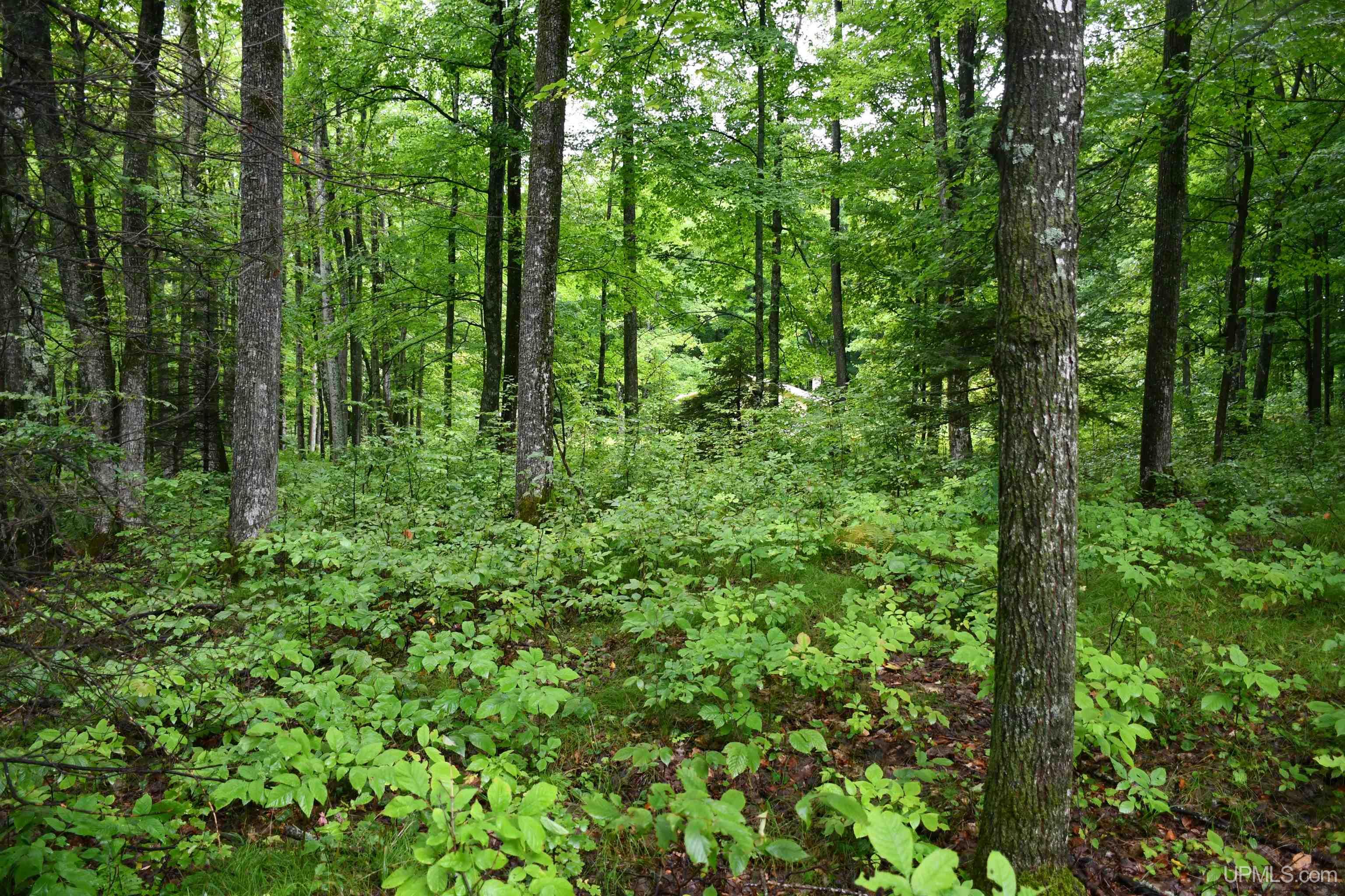 TBD County Line Road, Hardwood, MI, 49807