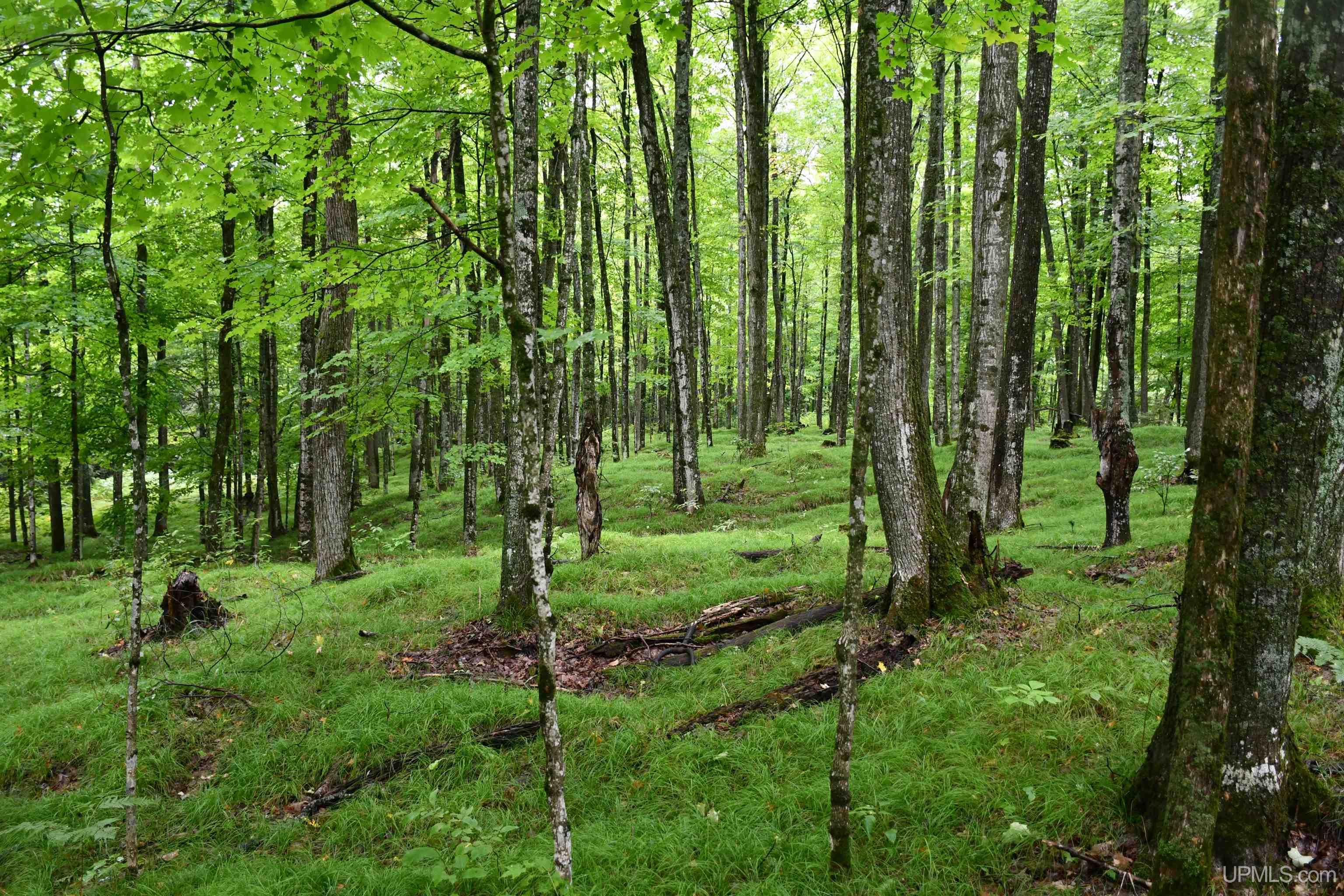 TBD County Line Road, Hardwood, MI, 49807