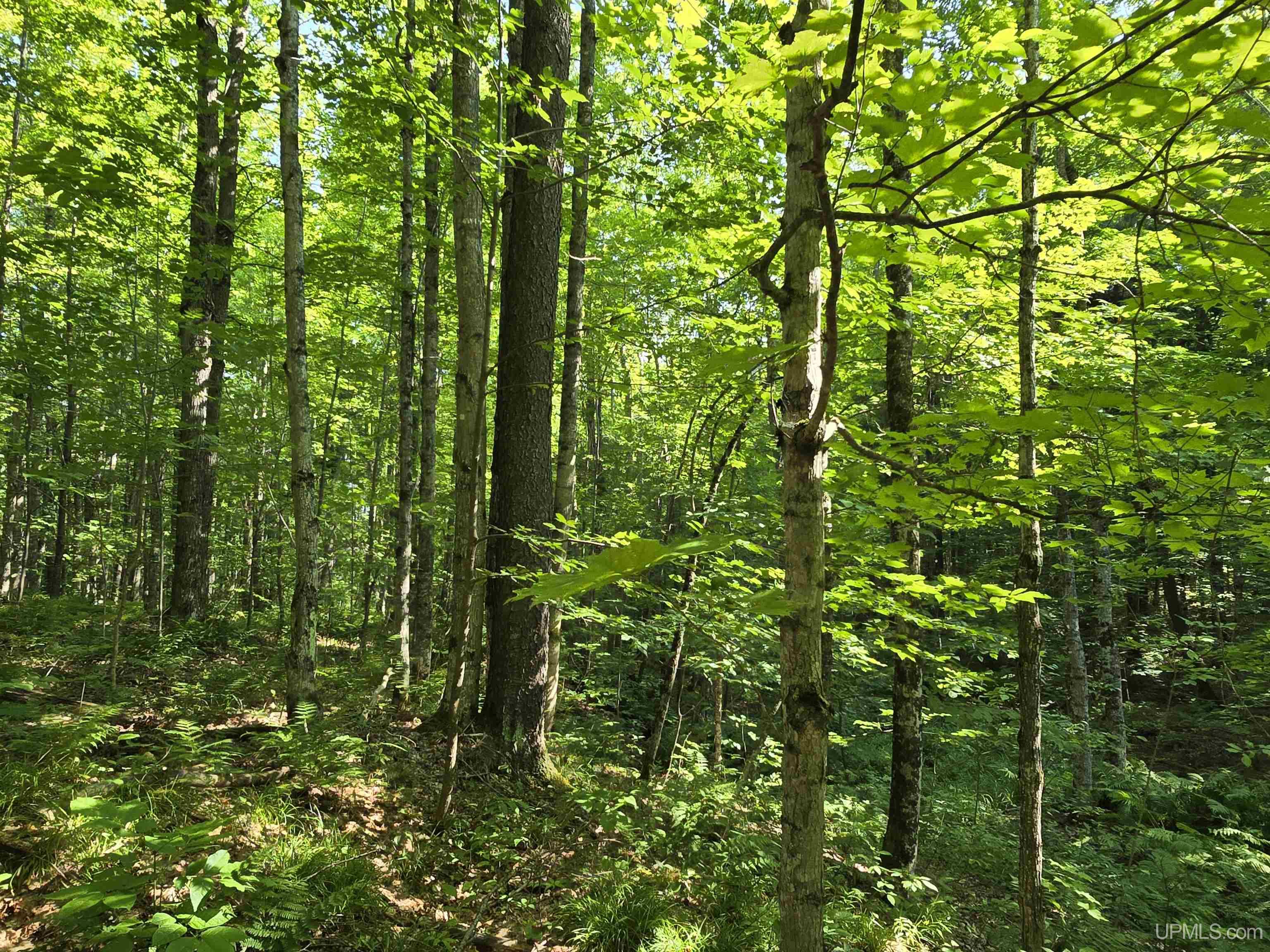 MLS 50199834 Large photo number 28 